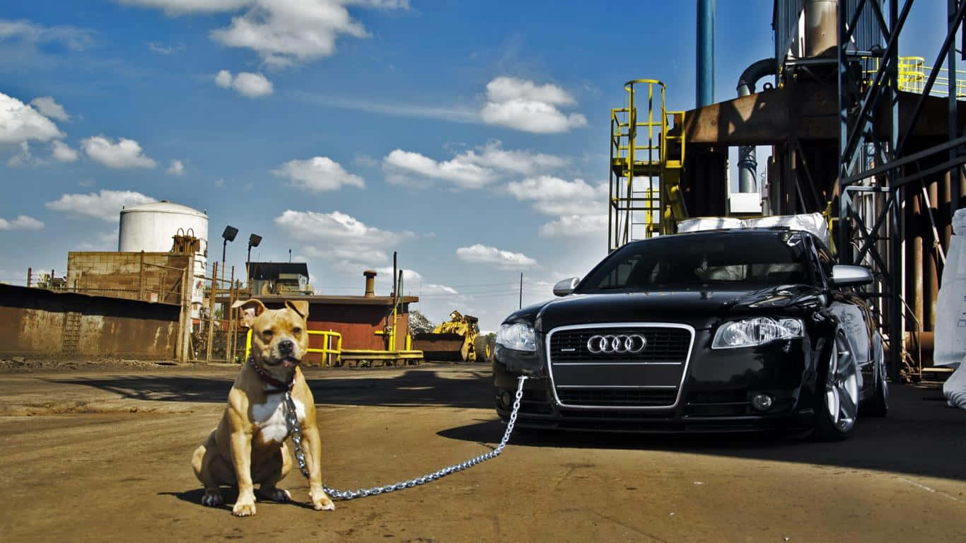 Dog Pitbull With Audi Pictures