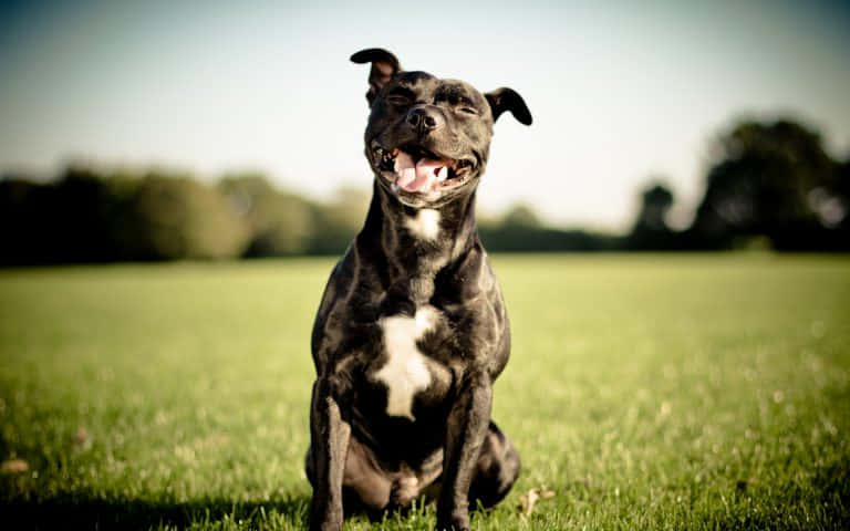 Laughing Dog Pitbull Pictures