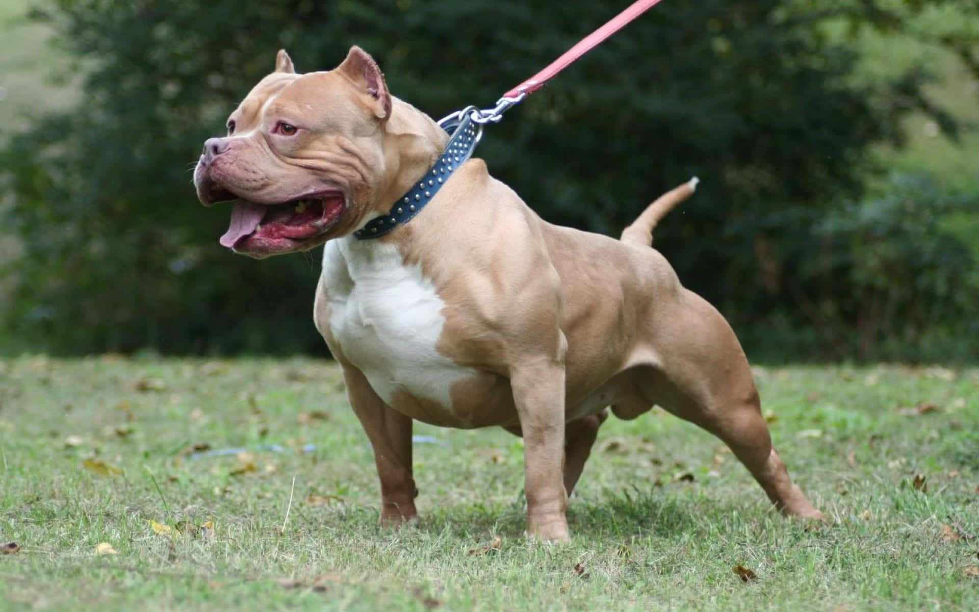 Masculine Dog Pitbull Pictures
