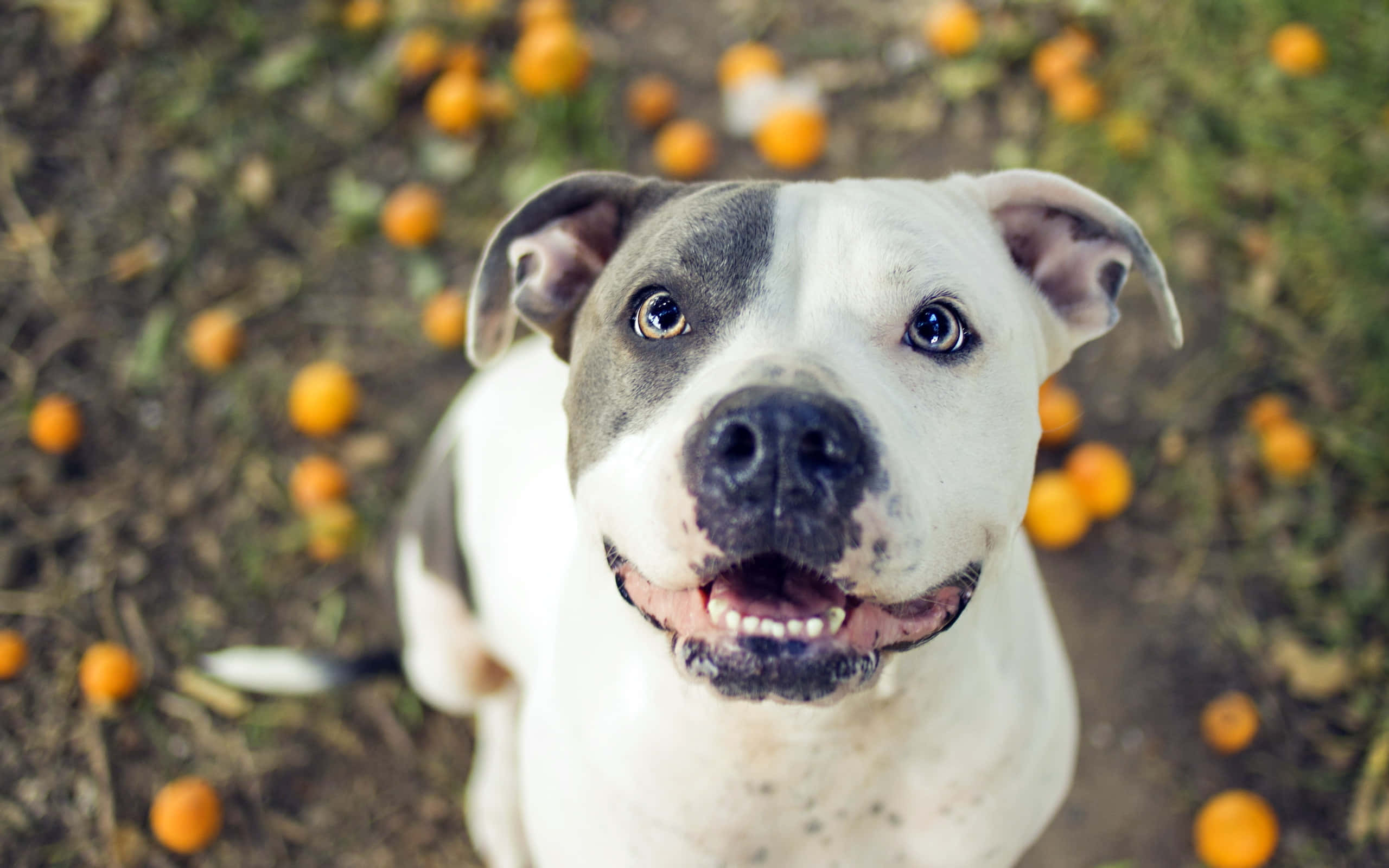 Very Joyful Dog Pitbull Pictures