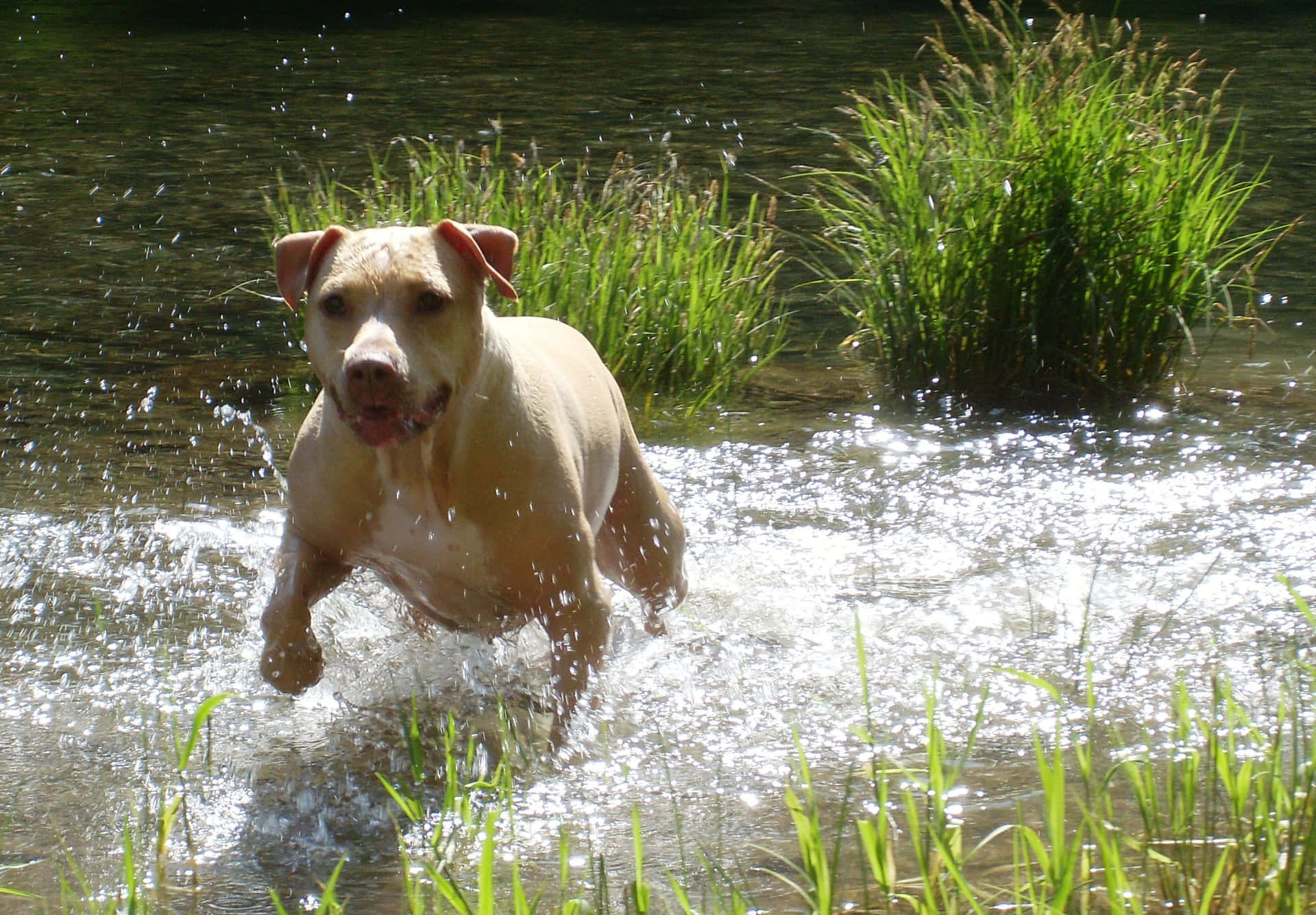 Puppy Dog Pitbull Playing In Water Pictures