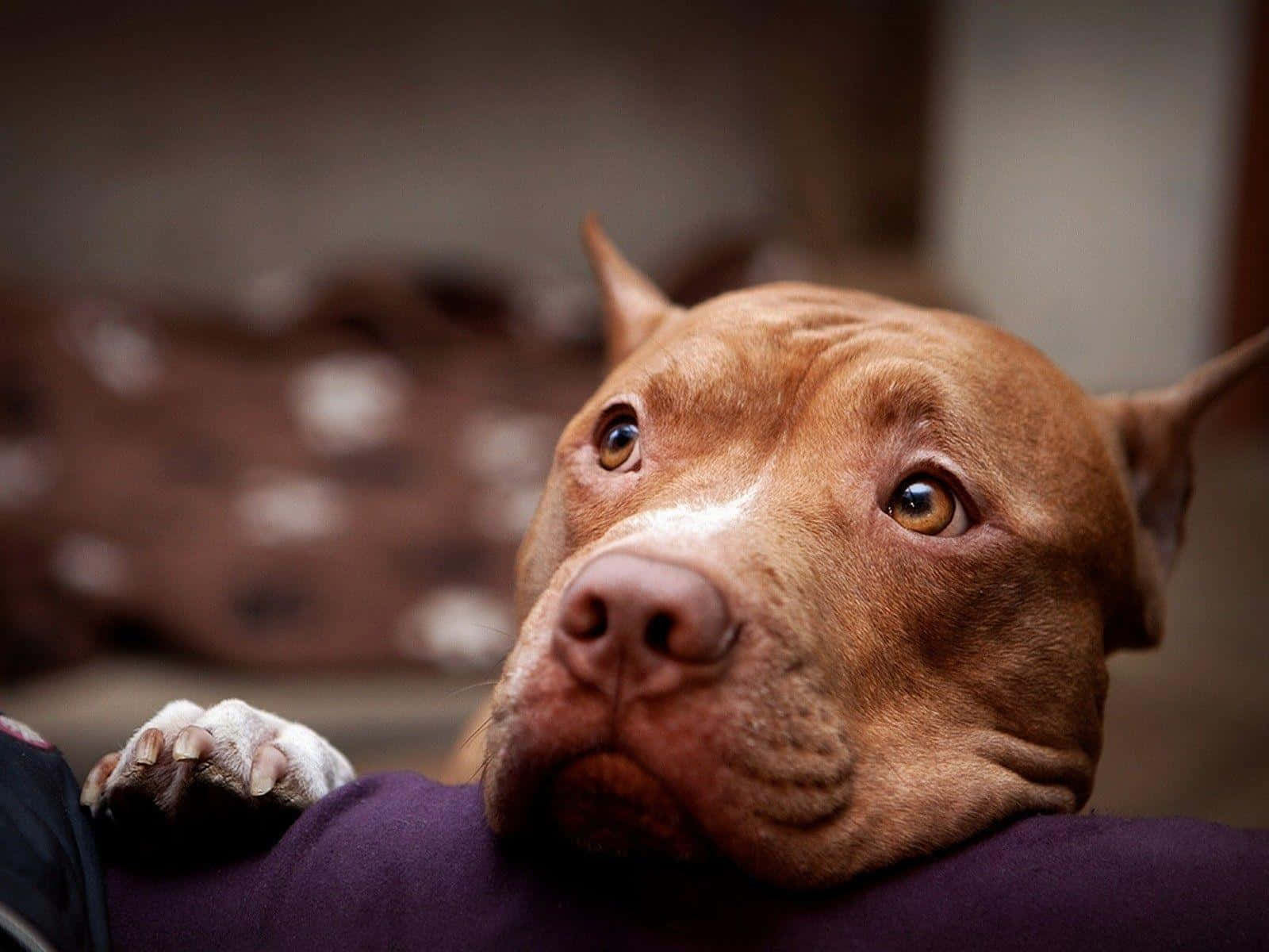 Fotodi Cuccioli Tristi Di Cani Pitbull