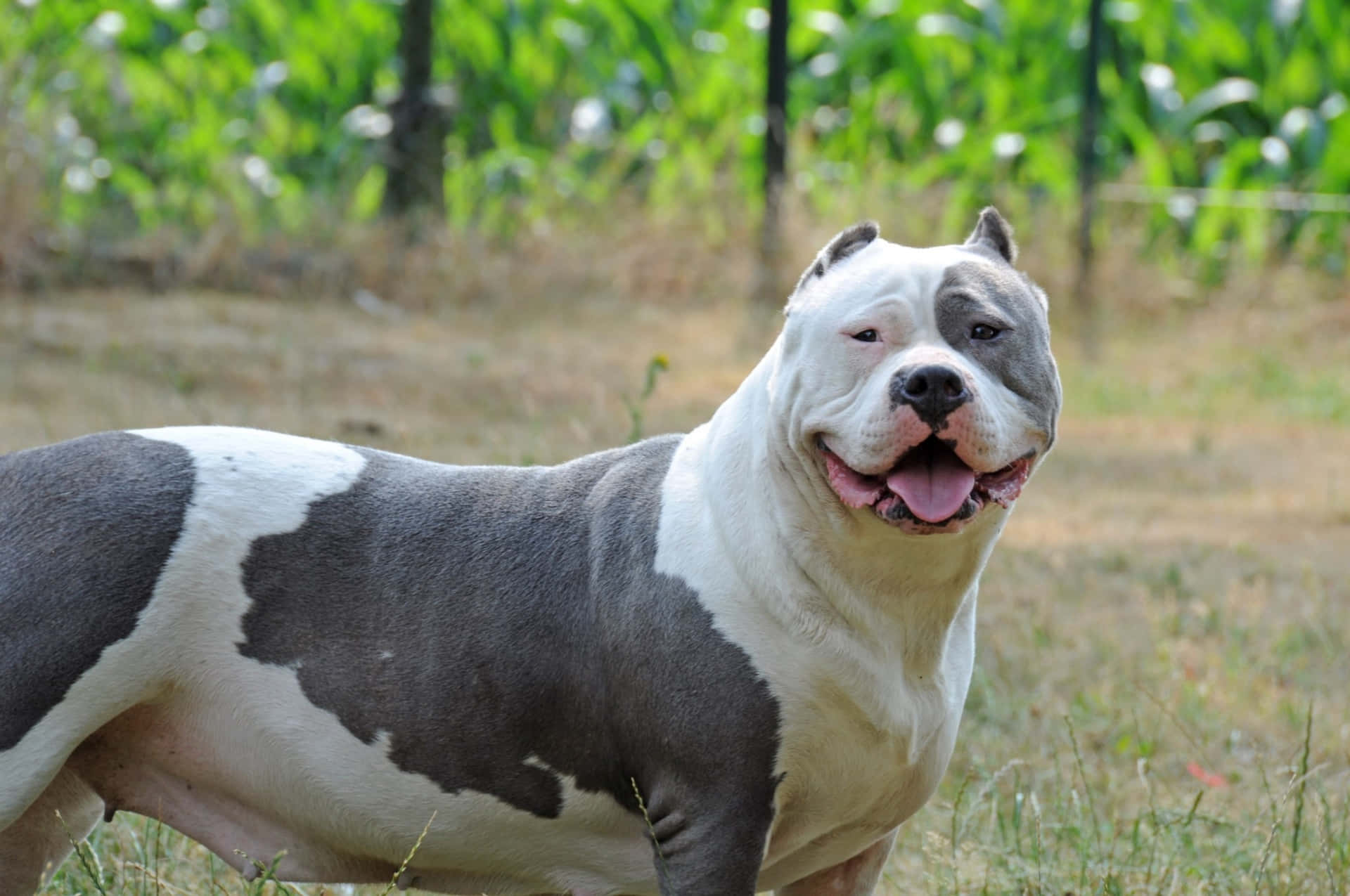 Chunky Dog Pitbull Pictures