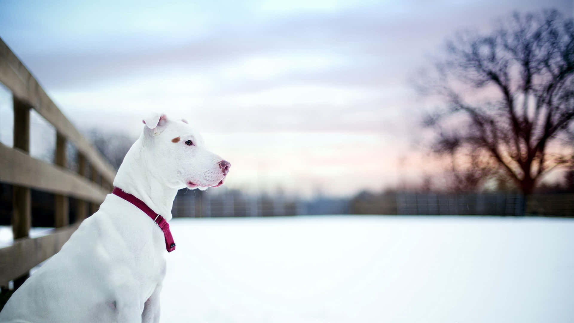 Snow White Dog Pitbull Pictures