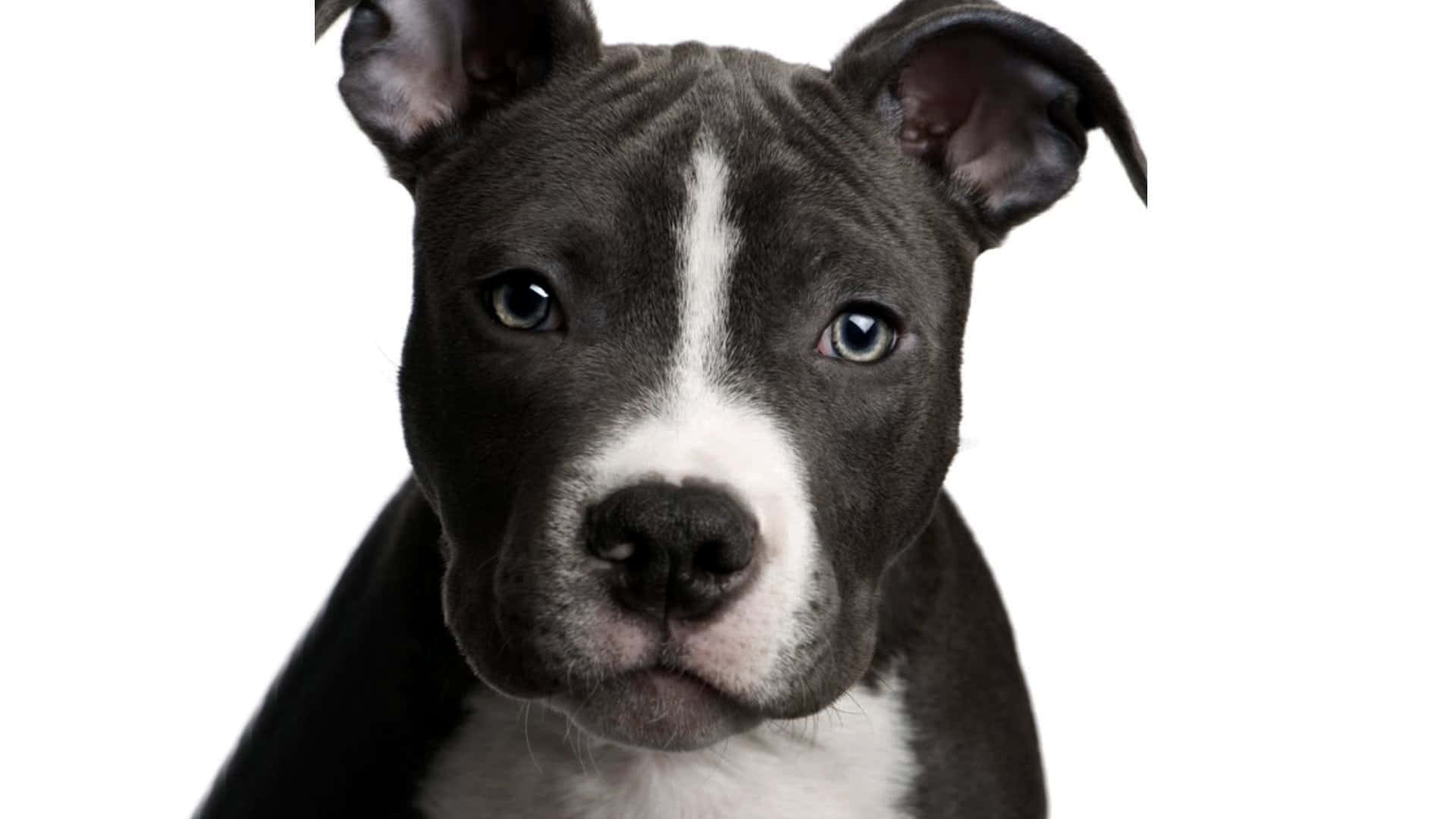 Dog Pitbull Puppy Pictures
