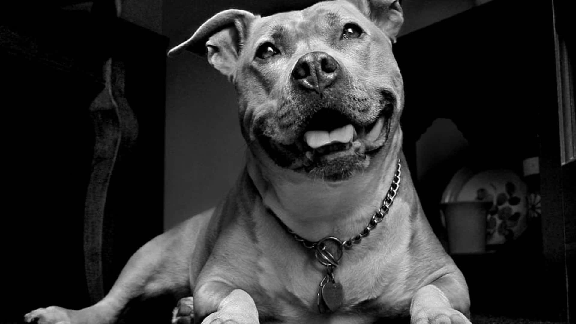Sjov Hund Pitbull Billeder Tapet