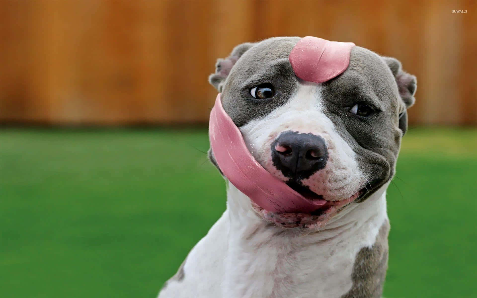Lange tunge hund Pitbull billeder.