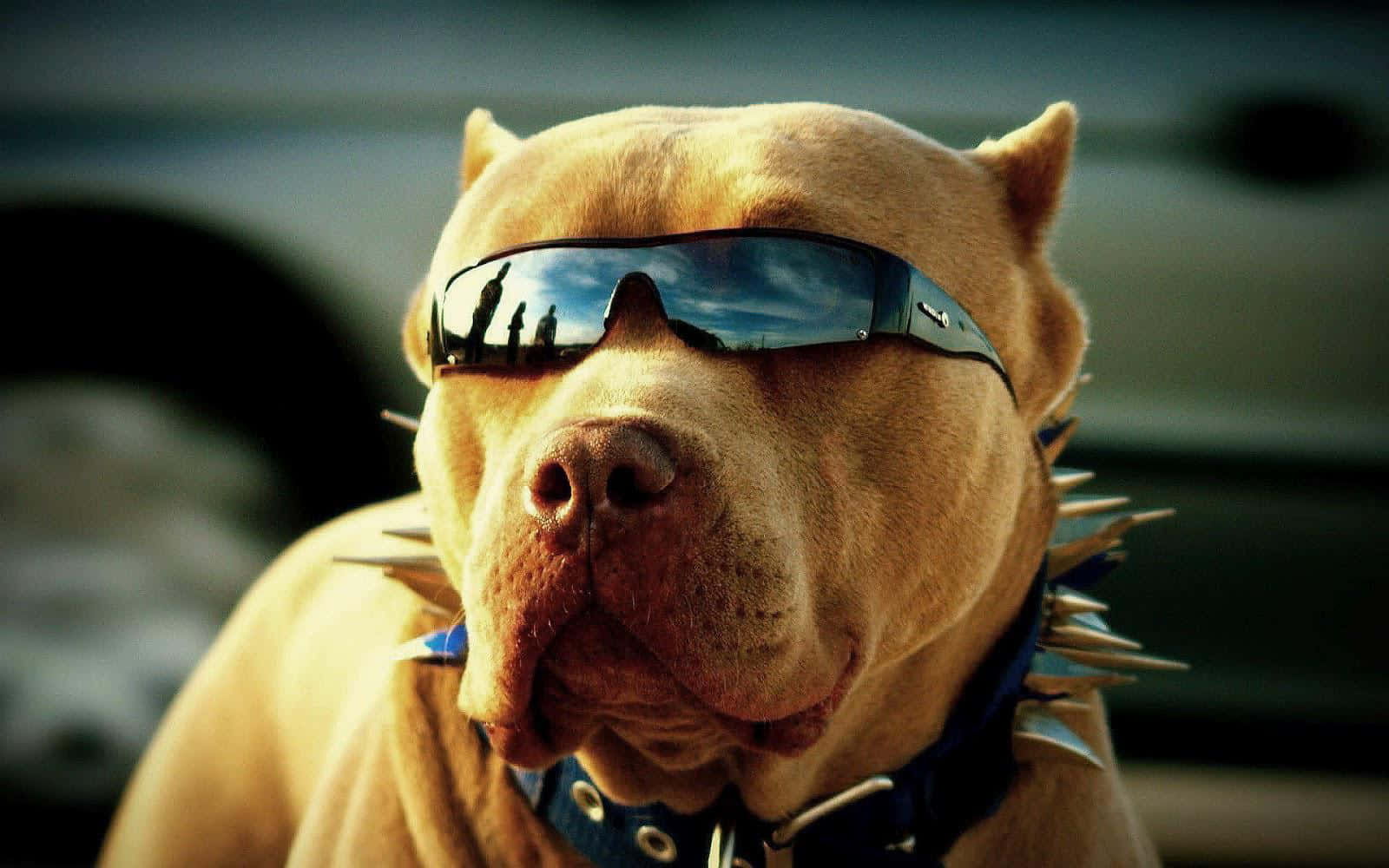 Dog Pitbull Swag Pictures