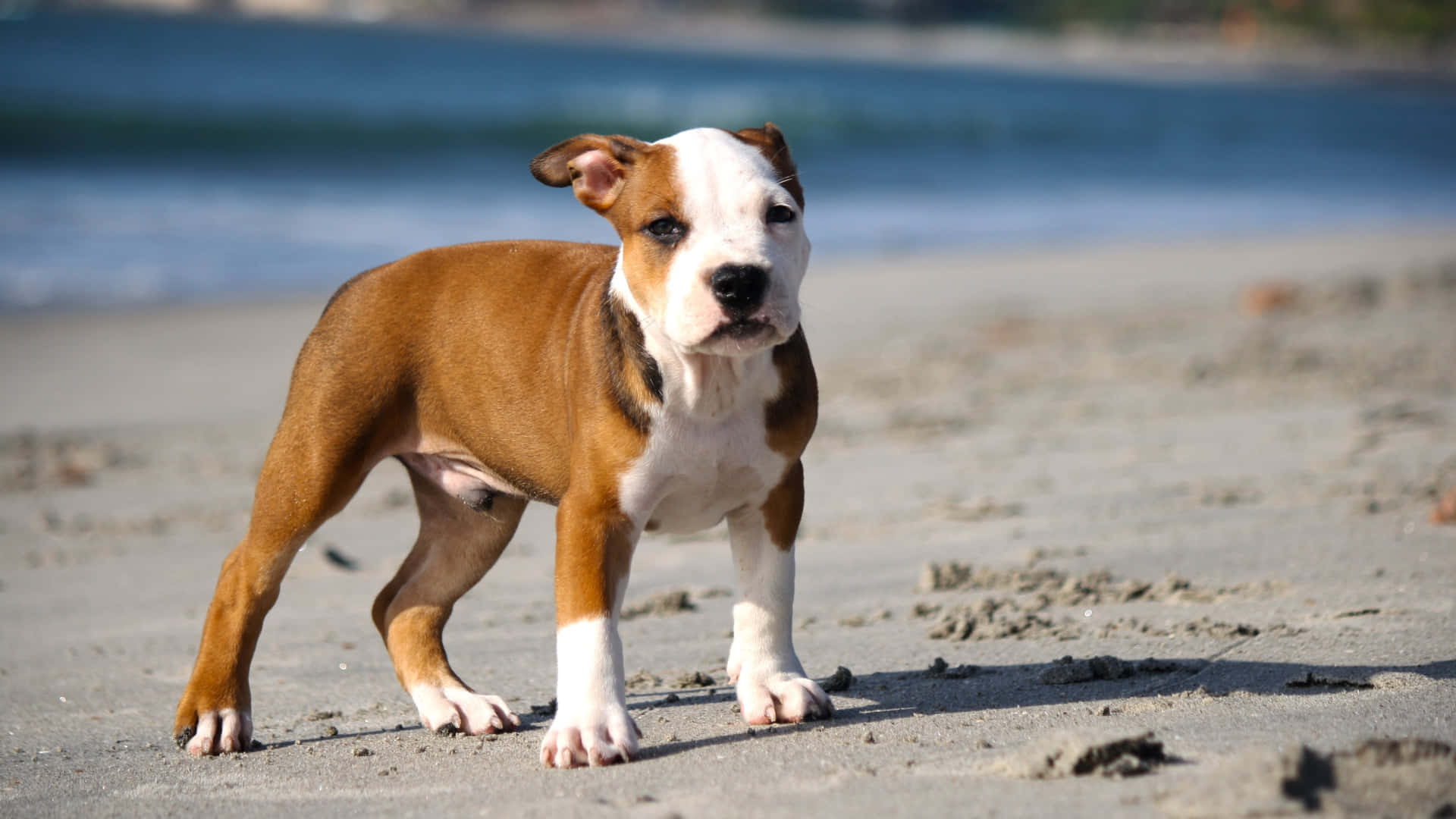 Dog Pitbull Puppy On Beach Pictures