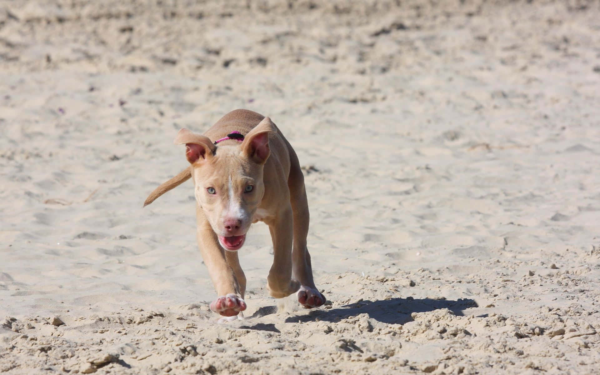 Running Puppy Dog Pitbull Pictures
