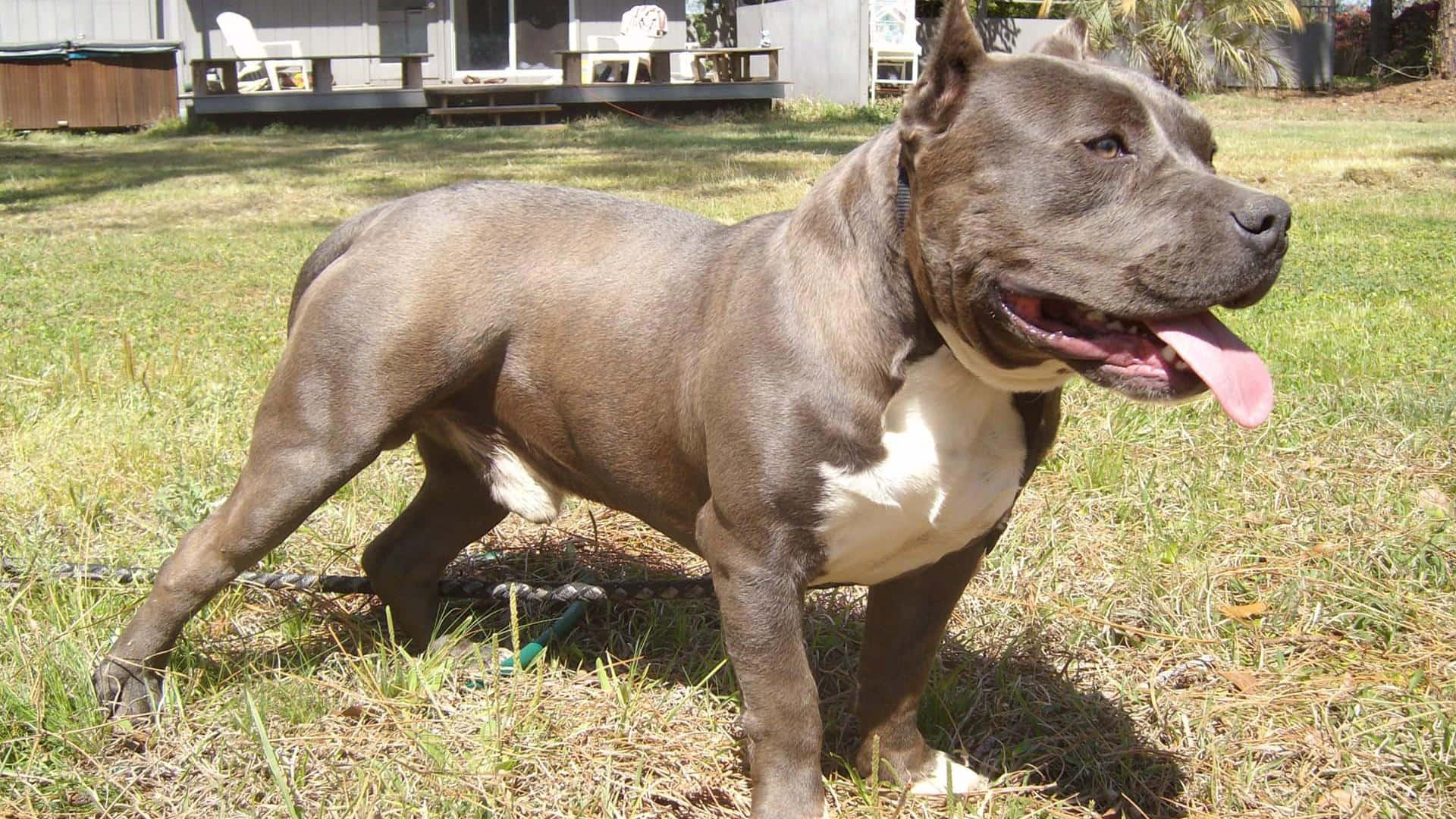 Young Dog Pitbull Pictures