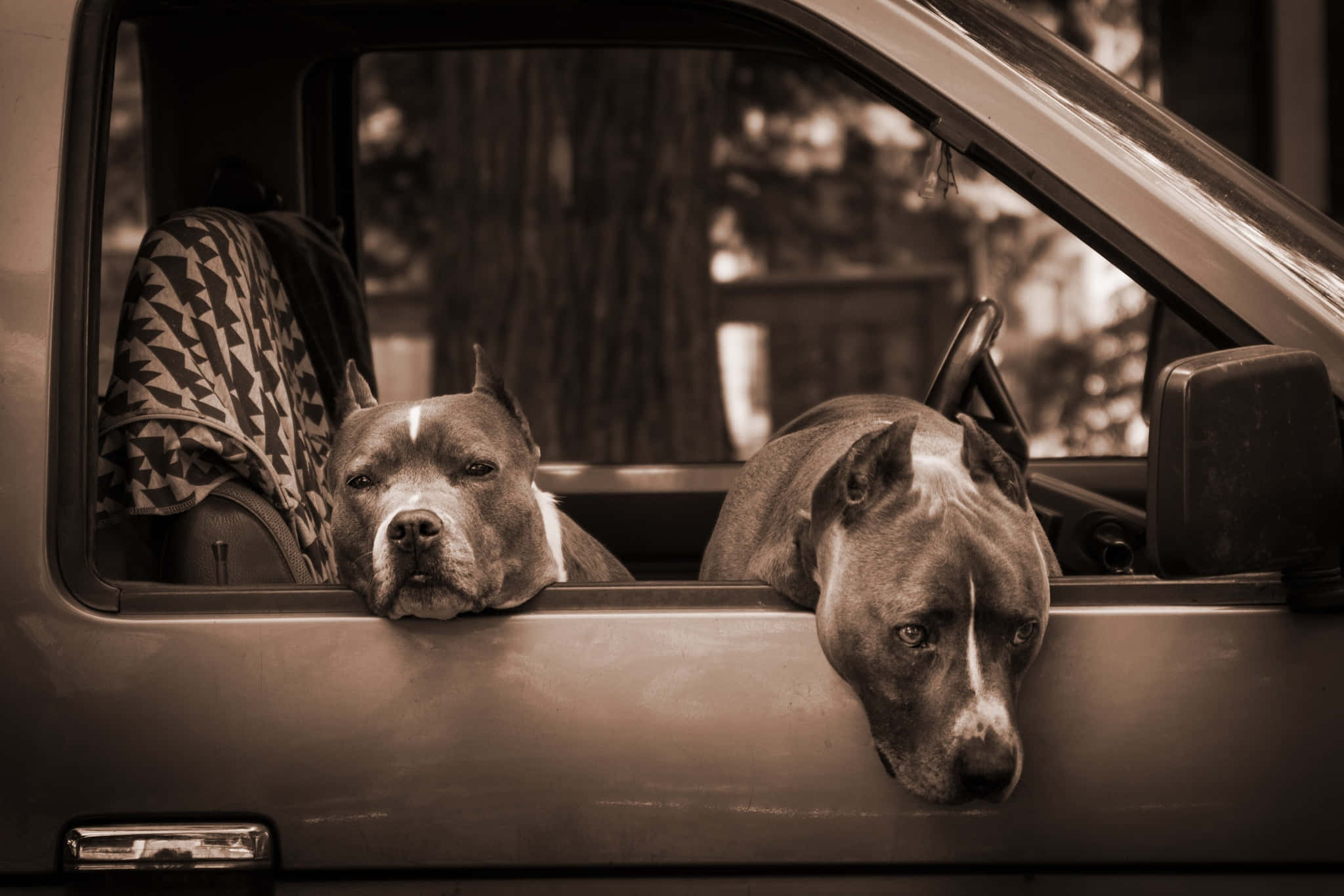 Dog Pitbull Car Window Pictures
