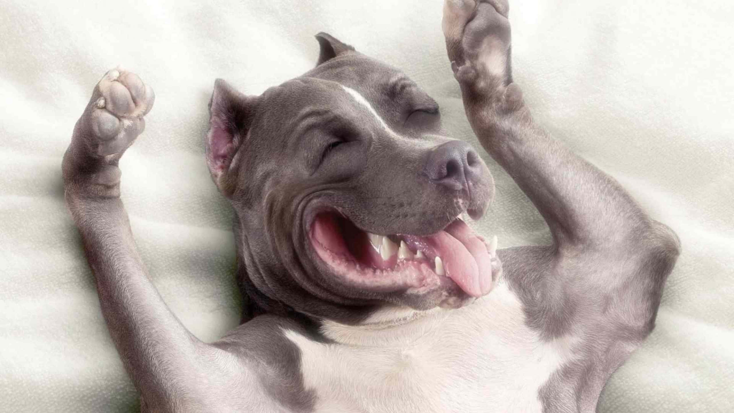 Funky Dog Pitbull Pictures