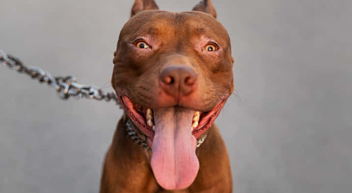 Dog Pitbull Sticking Out Its Tongue Wallpaper