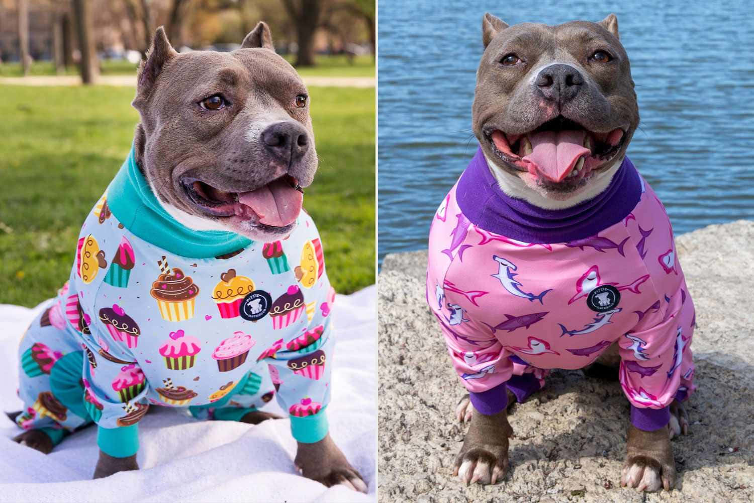 Dog Pitbull With Clothes Background