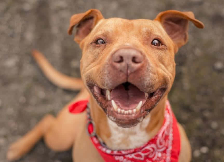 Dog Pitbull With Red Scarf Background