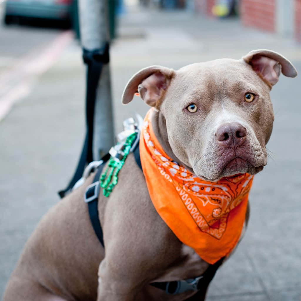 Dog Pitbull With Scarf Wallpaper