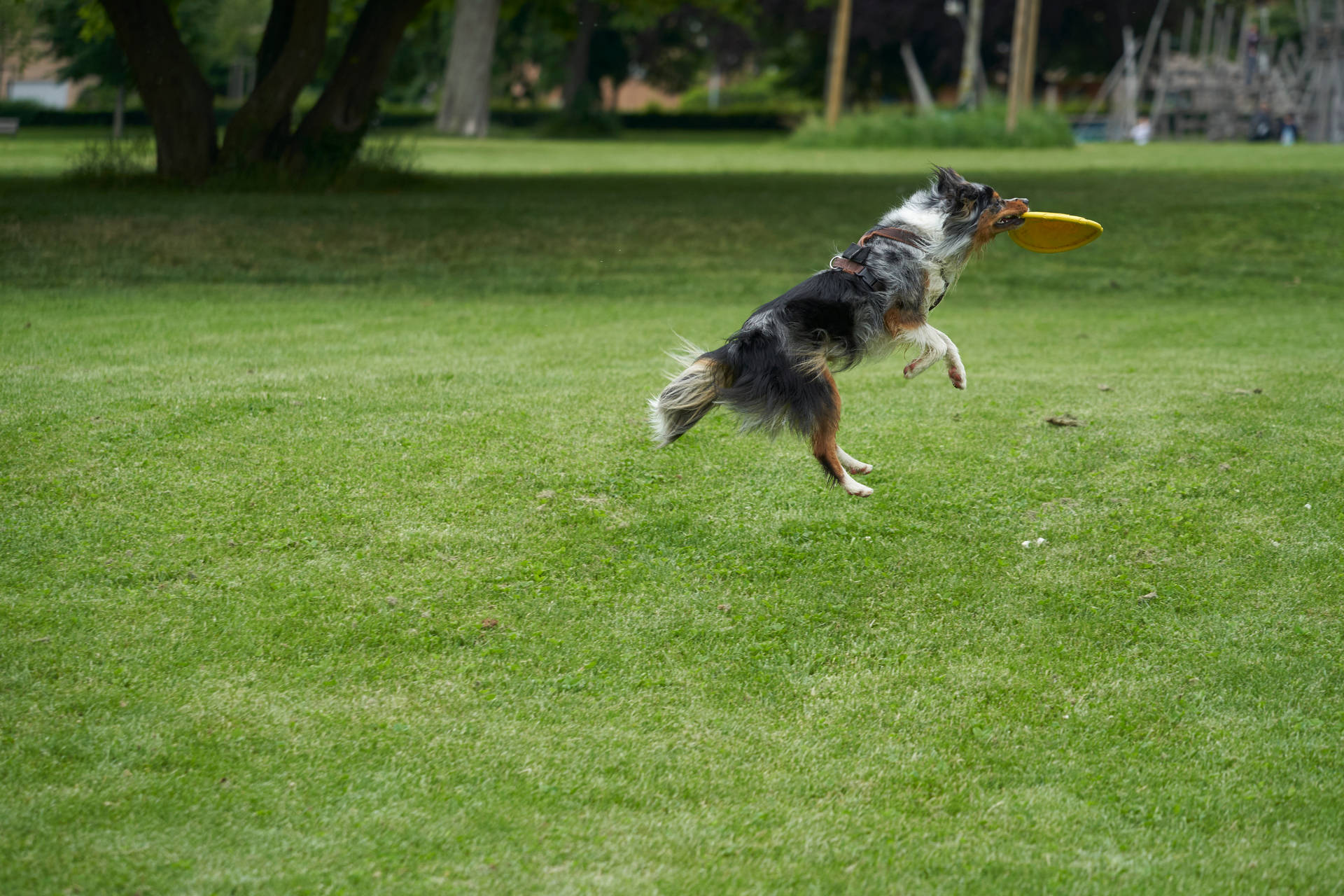 Hundspielt Mit Dem Frisbee Im Hinterhof. Wallpaper