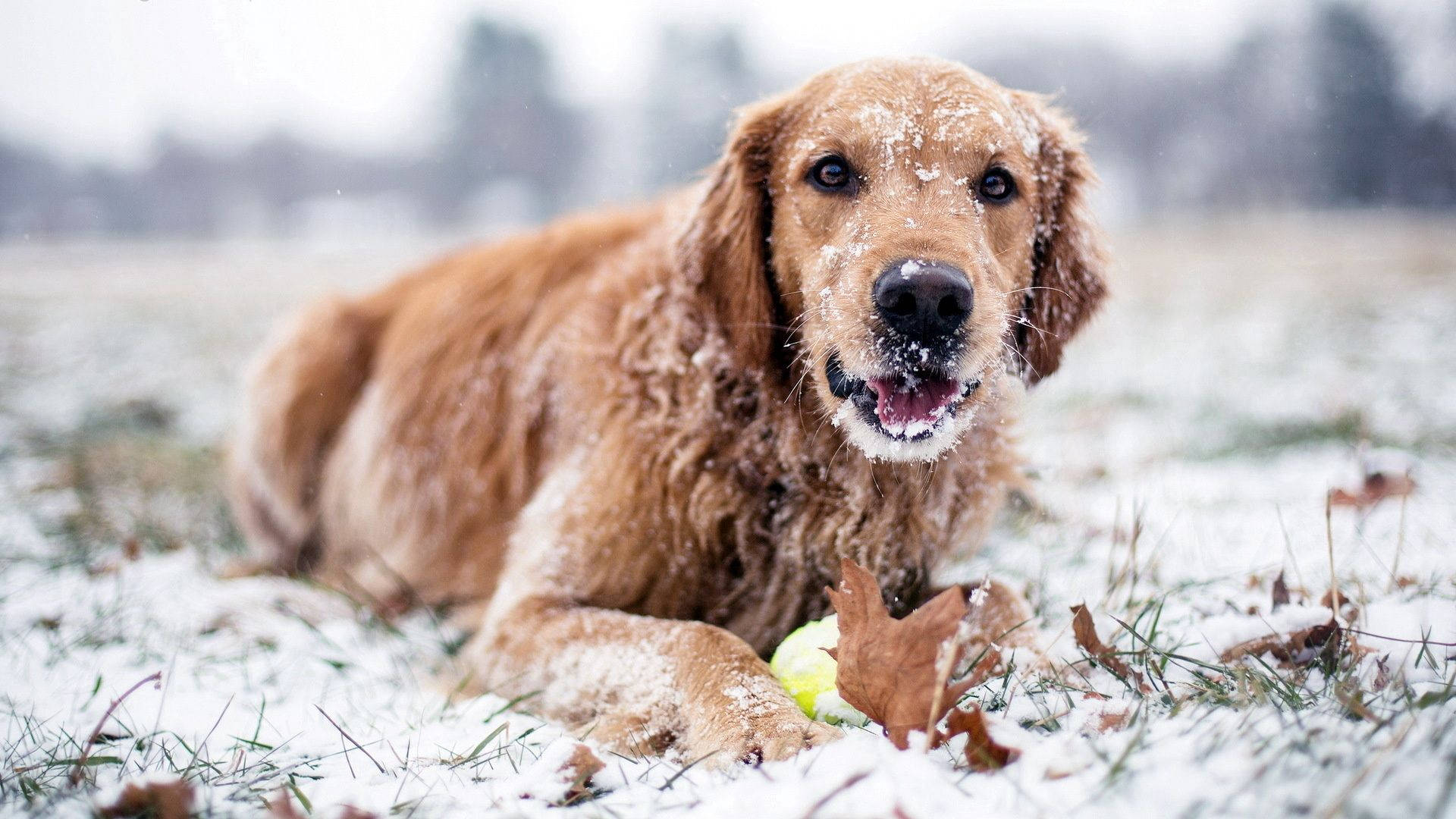 Dog Playing During Winter