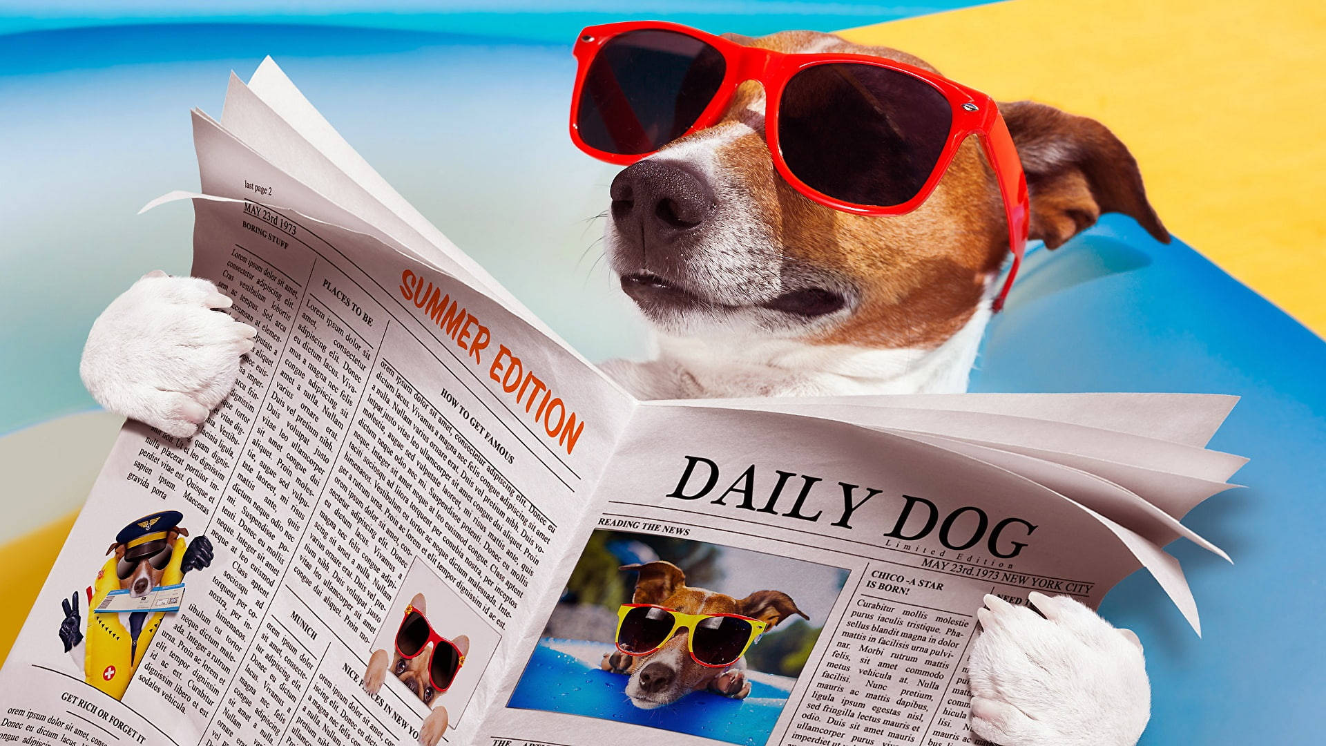 Dog Reading Newspaper Beach