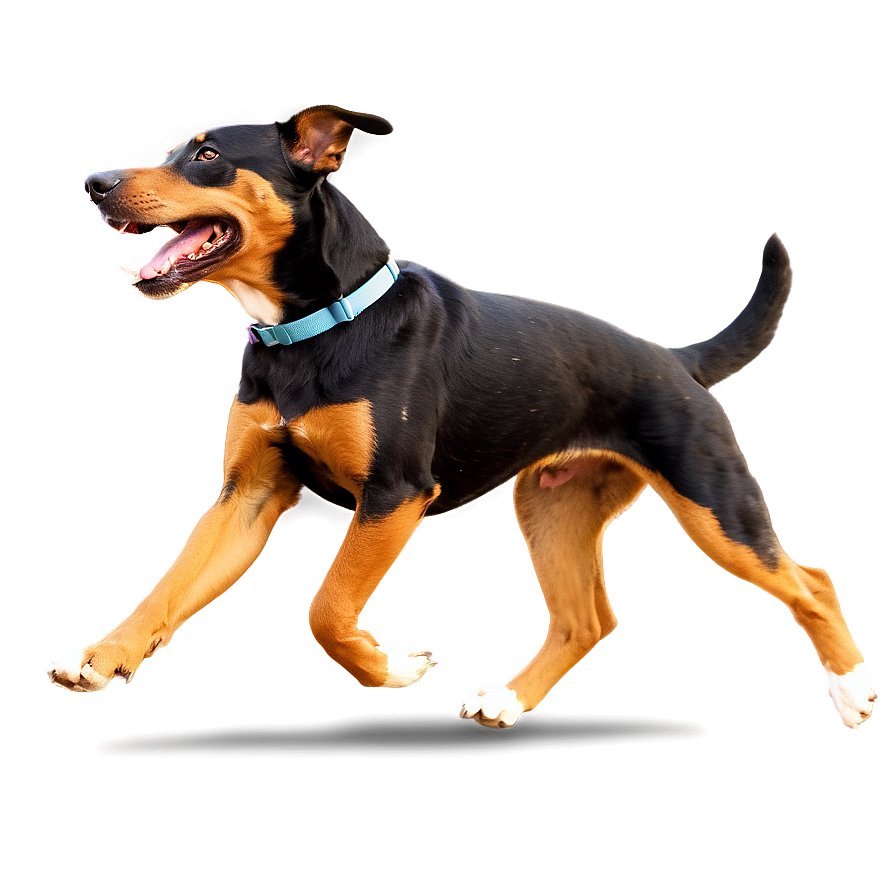 Dog Running D PNG