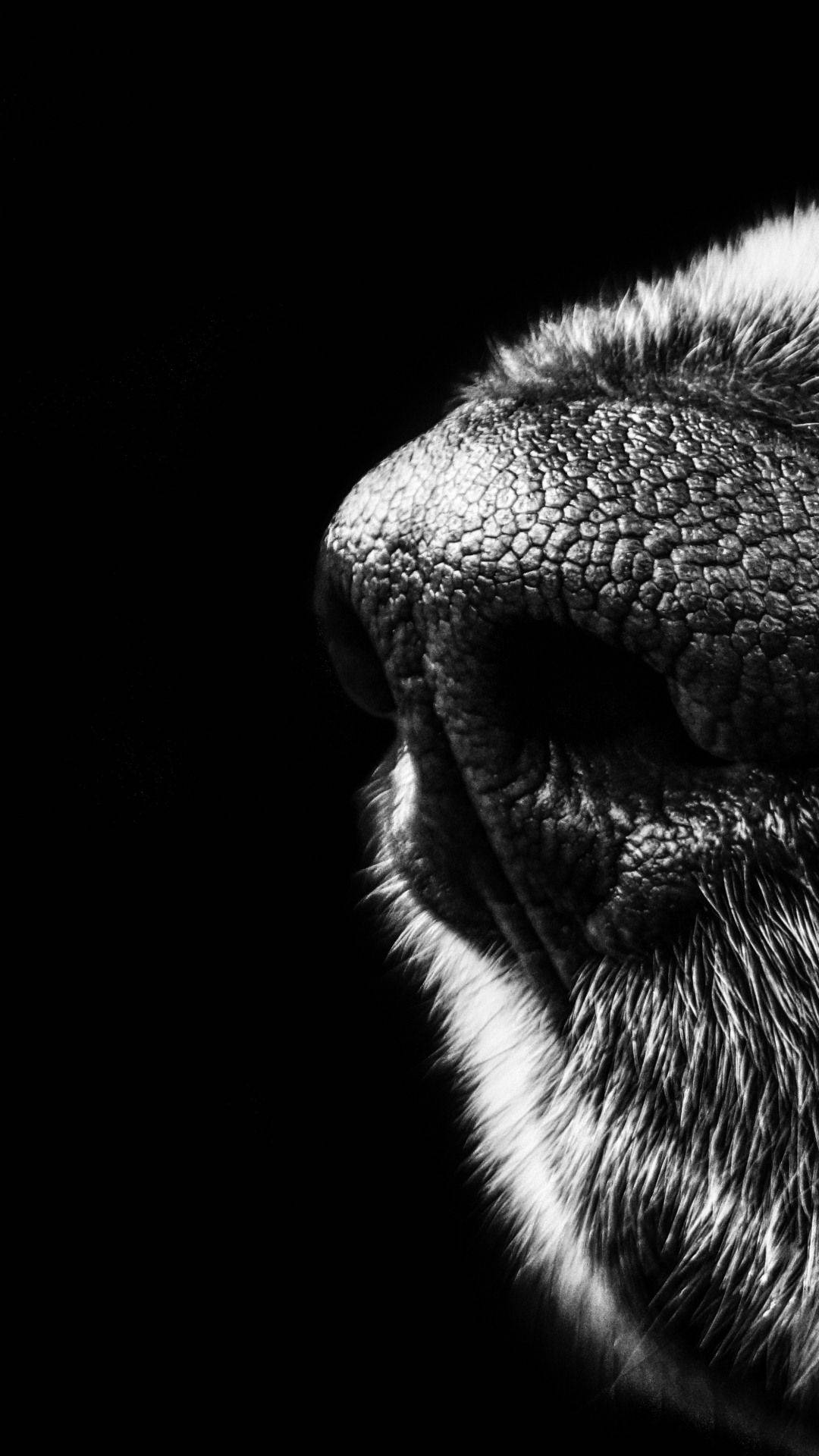 Dog's Nose Black Iphone 6 Plus Picture