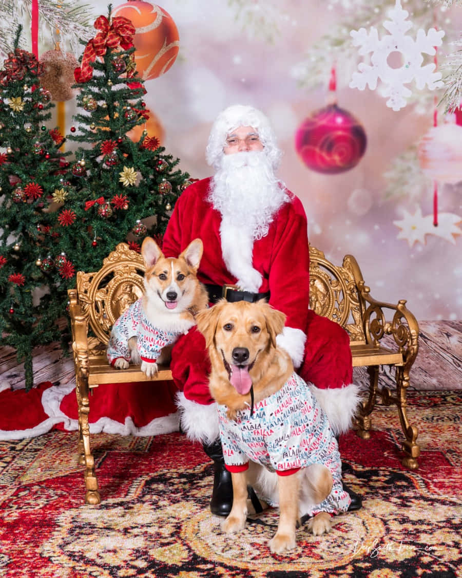 Dog Santa Pictures 900 X 1125 Picture