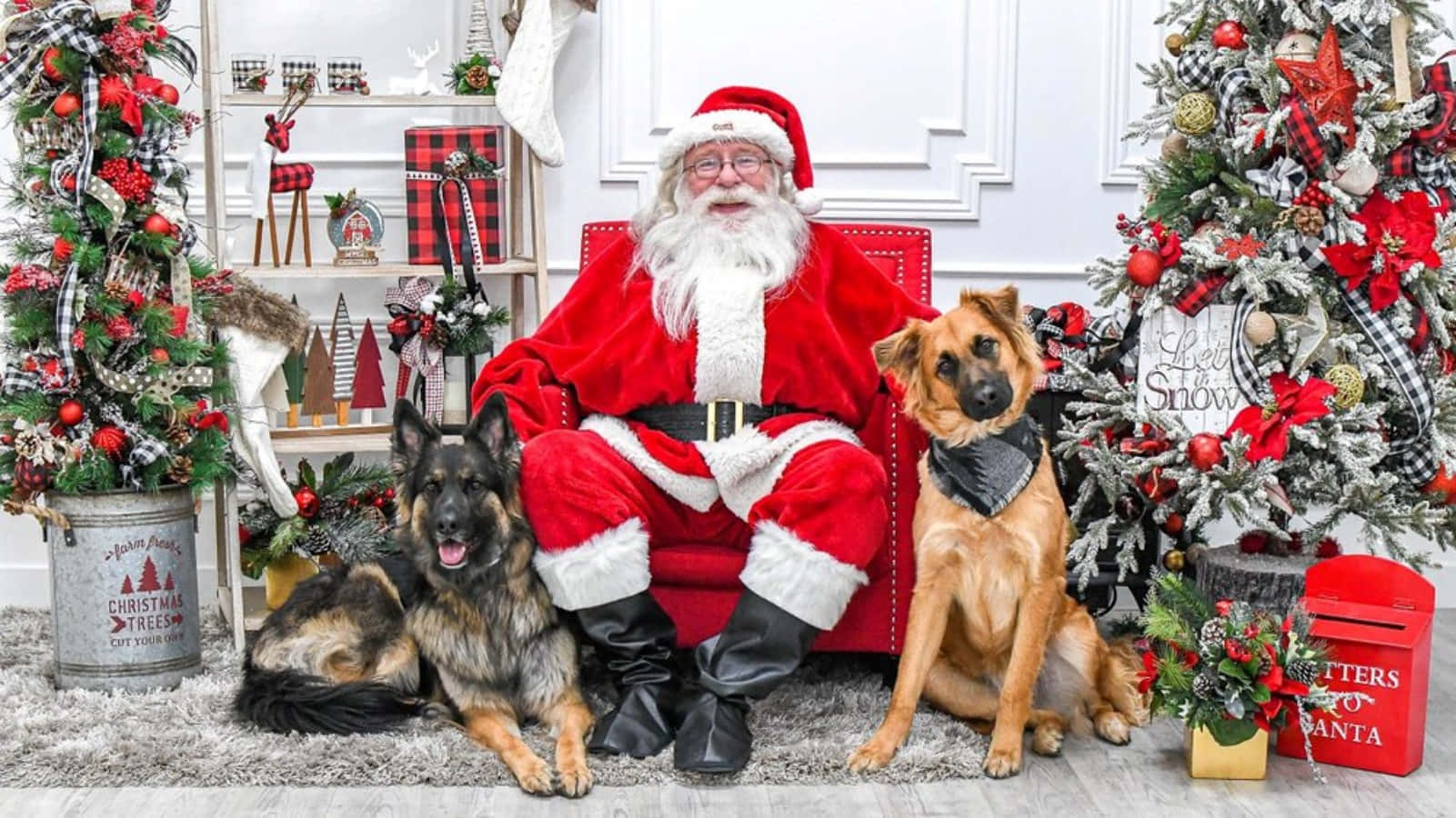 Dog Santa Pictures 1601 X 900 Picture