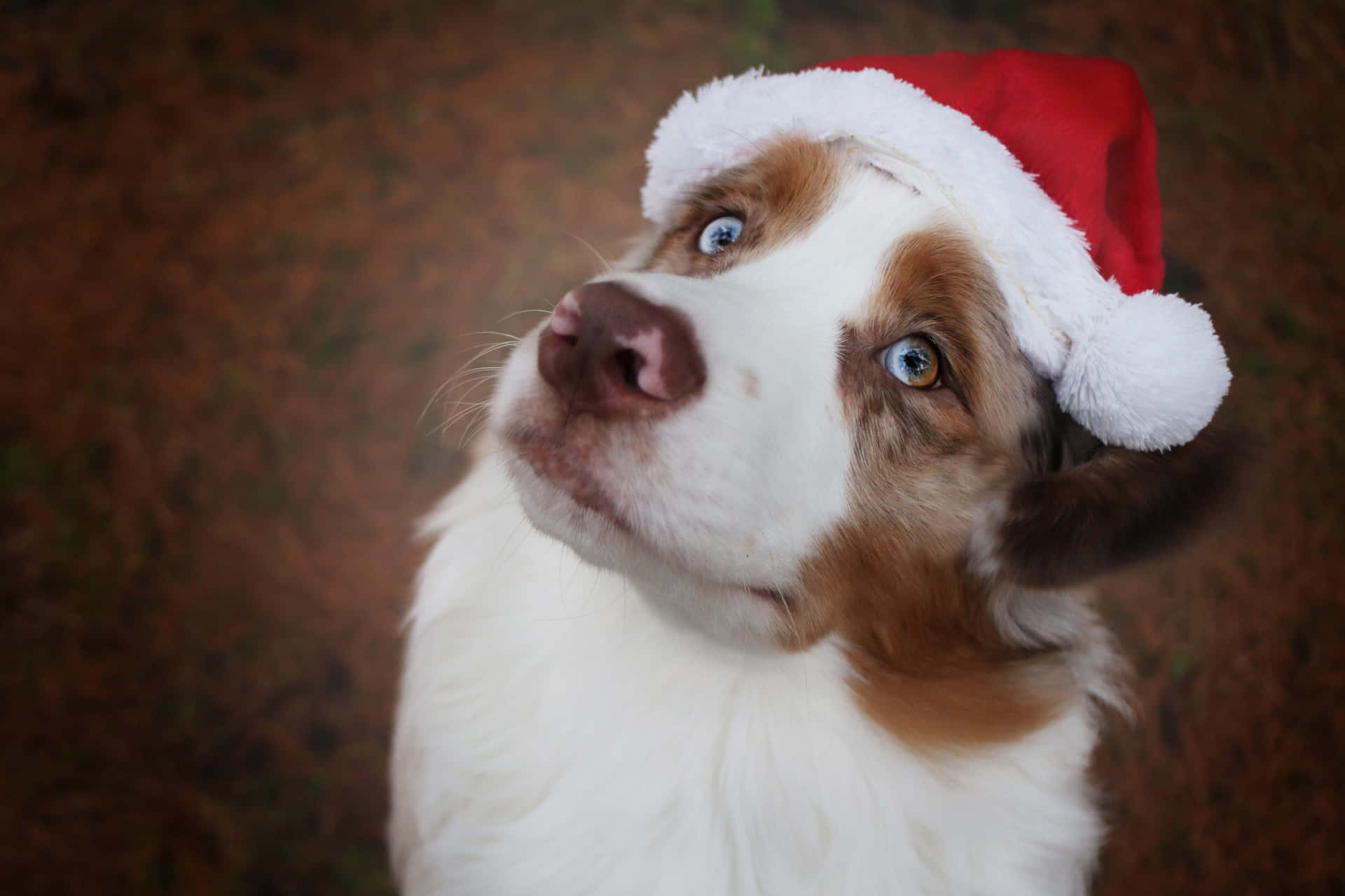 Dog Santa Pictures 4000 X 2667 Picture