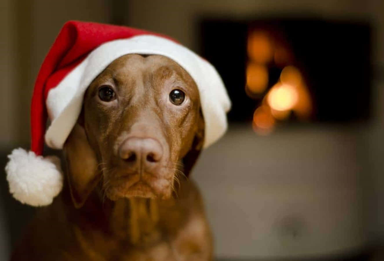 Dog Santa Pictures 1325 X 900 Picture