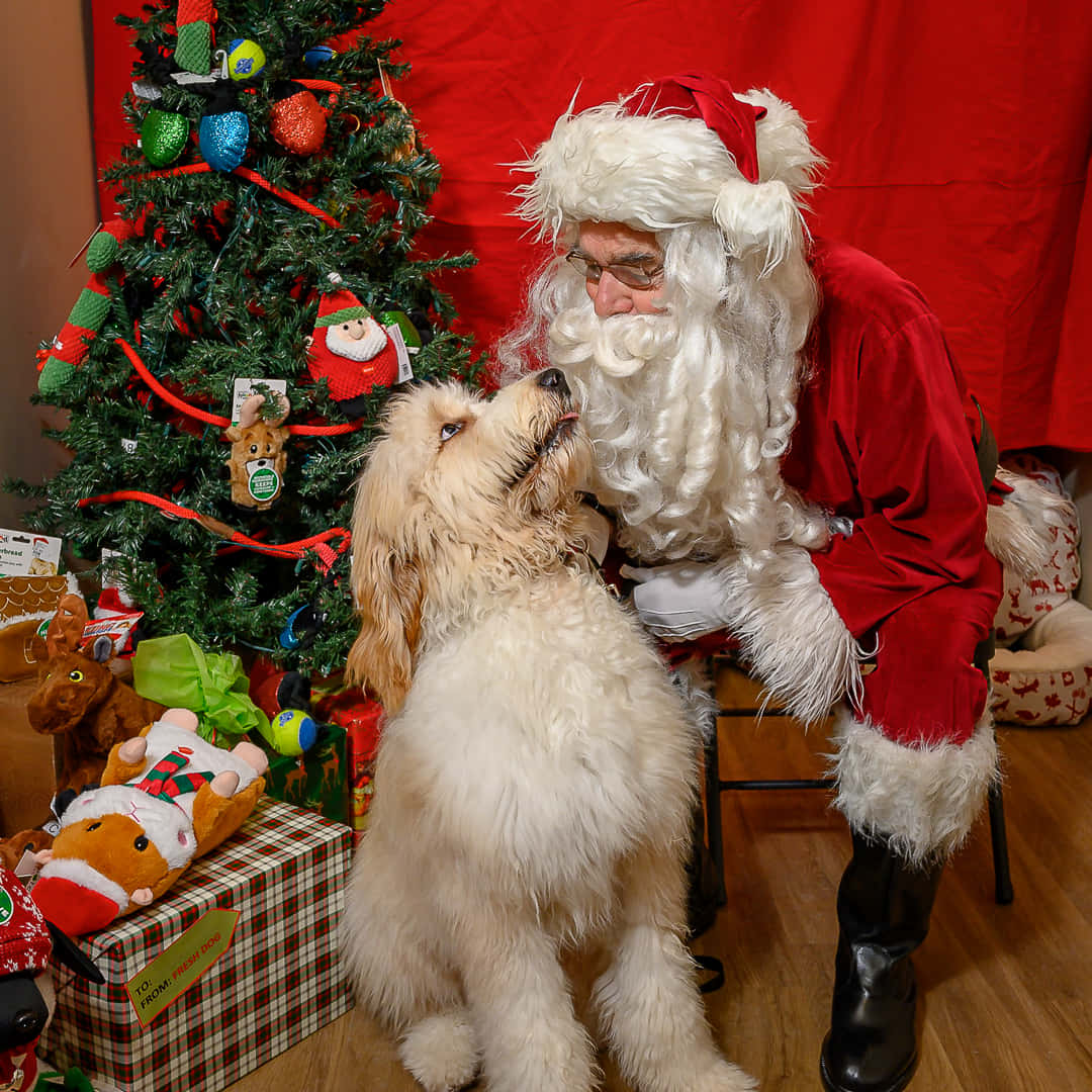 Dog Santa Pictures 1080 X 1080 Picture