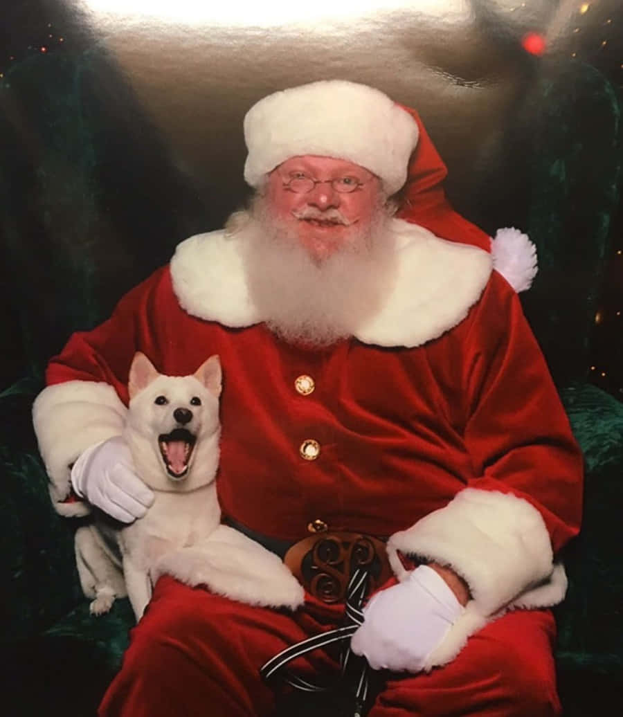 Dog Santa Pictures 900 X 1036 Picture