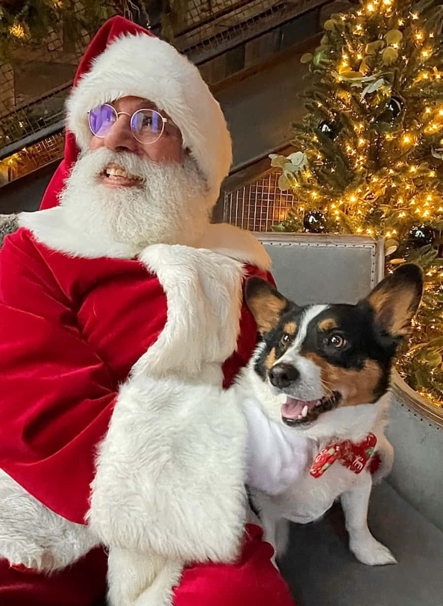 Dog Santa Pictures 900 X 1230 Picture