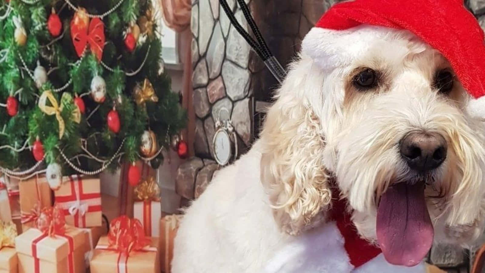 Dog Santa Pictures 1600 X 900 Picture