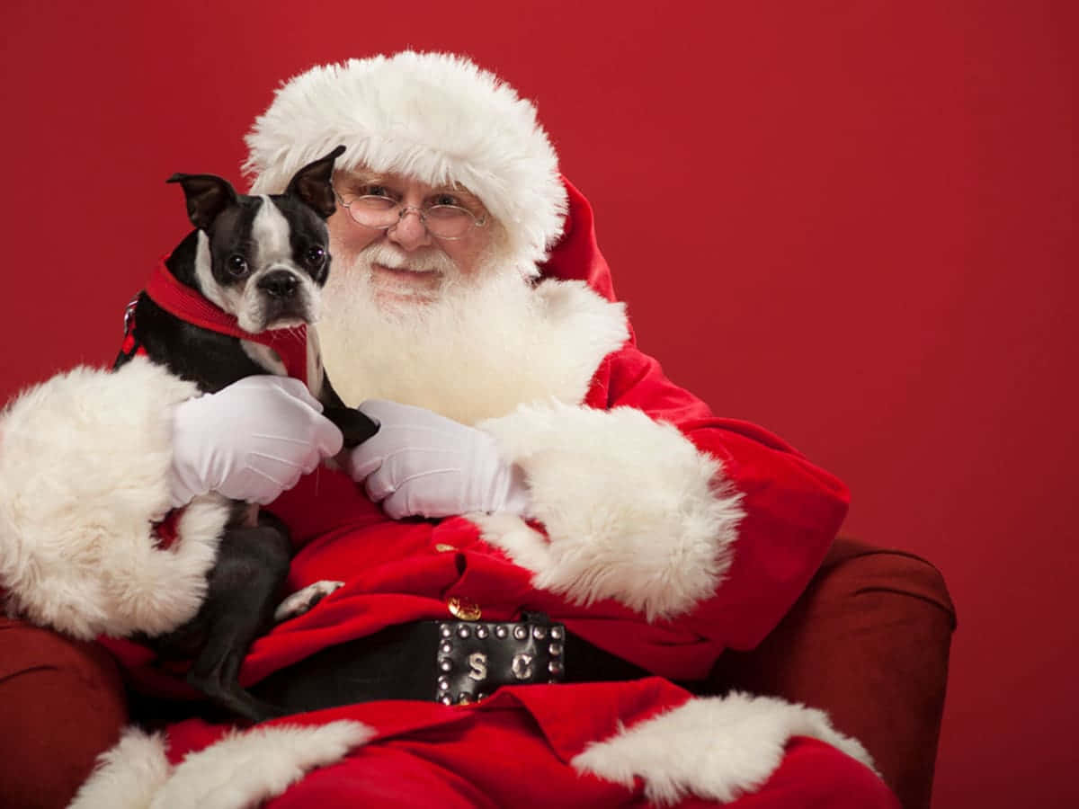 Dog Santa Pictures 1200 X 900 Picture