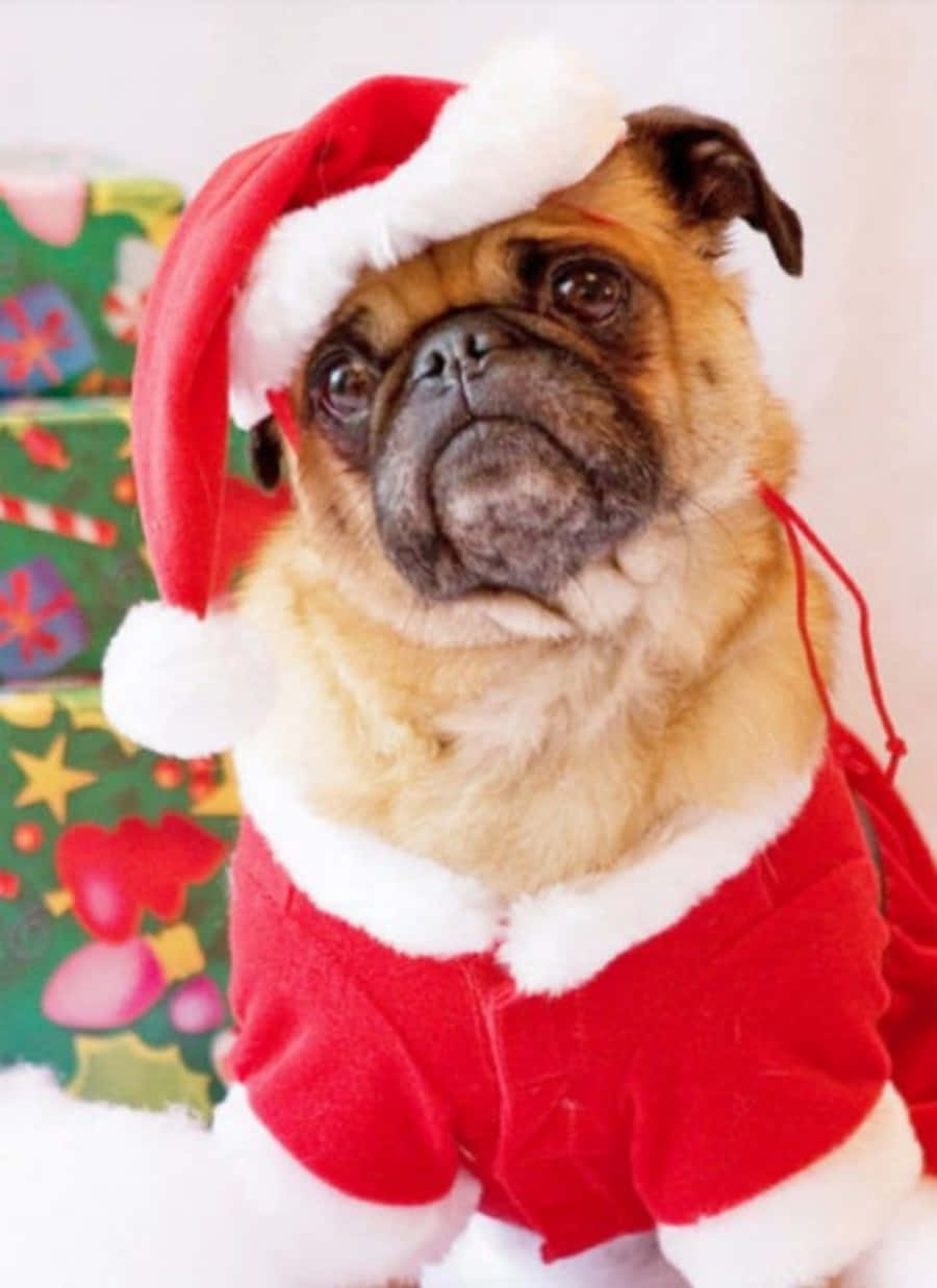 Dog Santa Pictures 900 X 1237 Picture