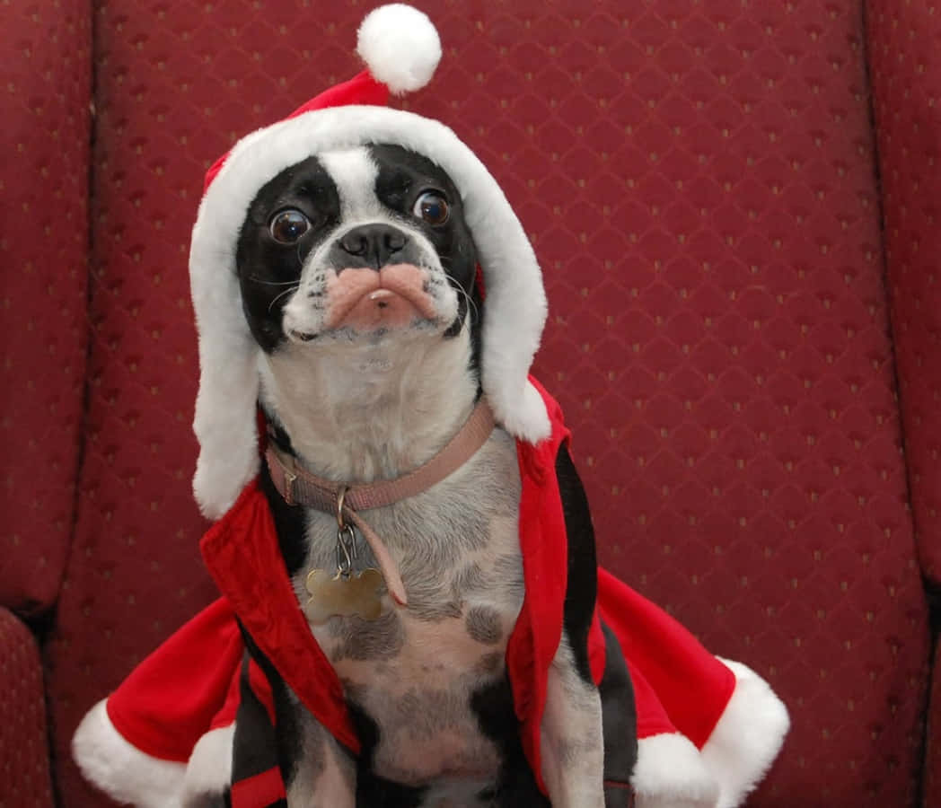 Dog Santa Pictures 1048 X 900 Picture