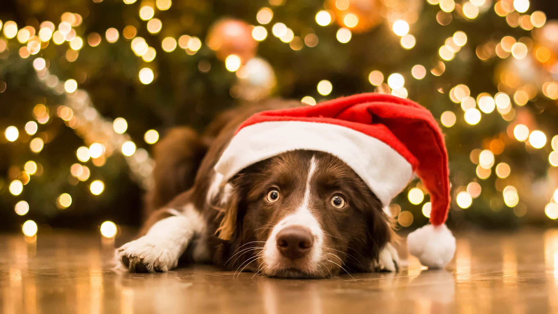 Dog Santa Pictures 1920 X 1080 Picture