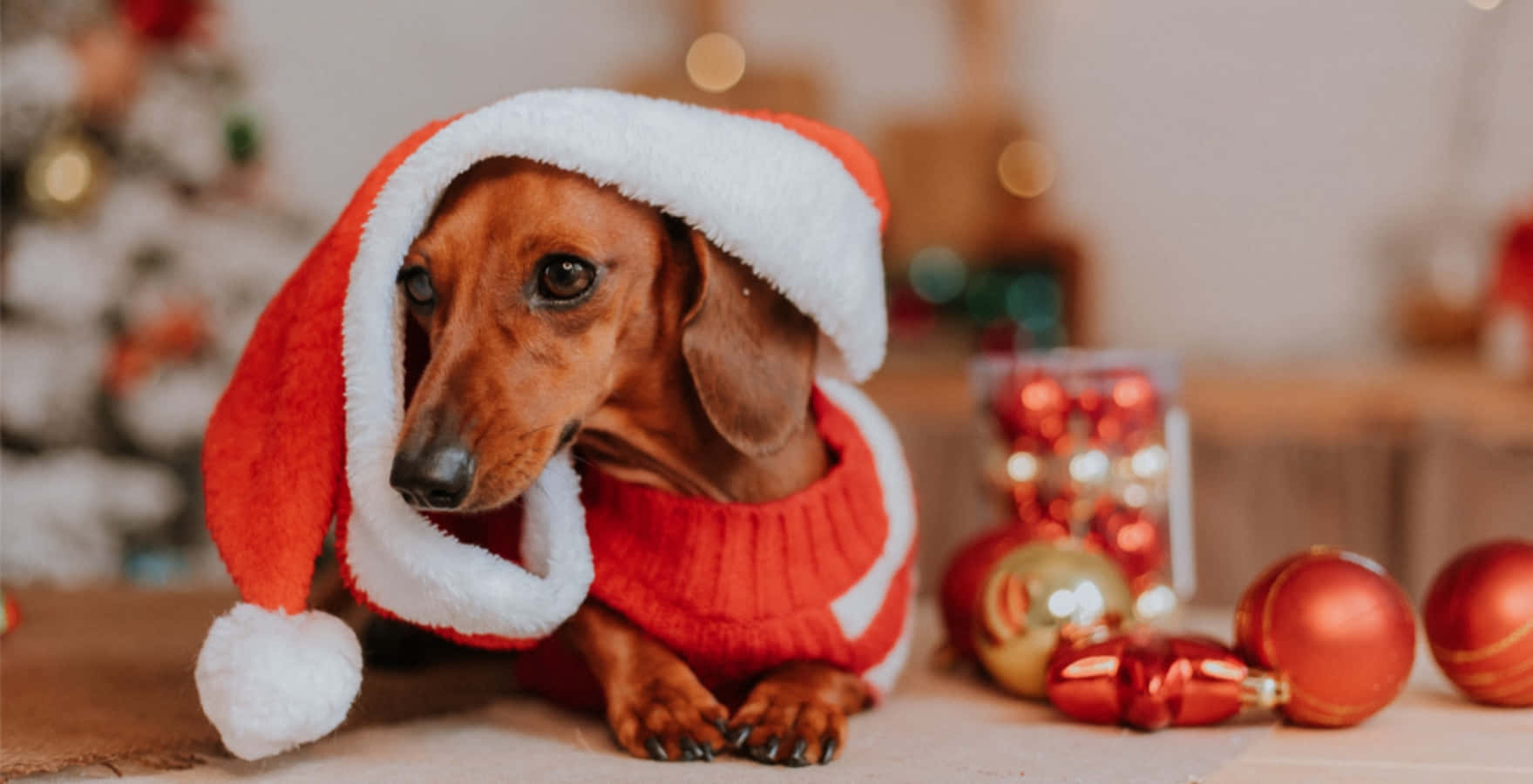 Dog Santa Pictures 1759 X 900 Picture