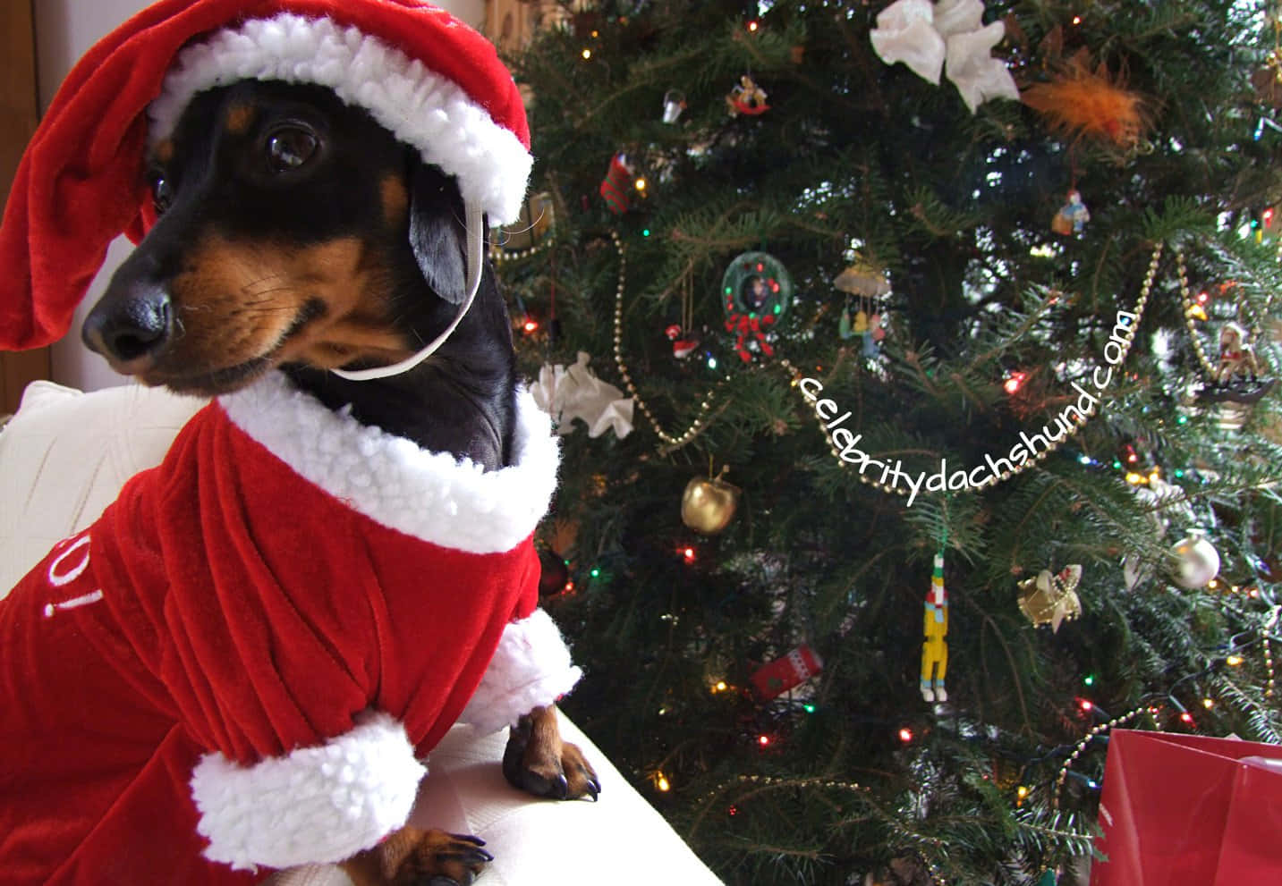 Dog Santa Pictures 1433 X 991 Picture