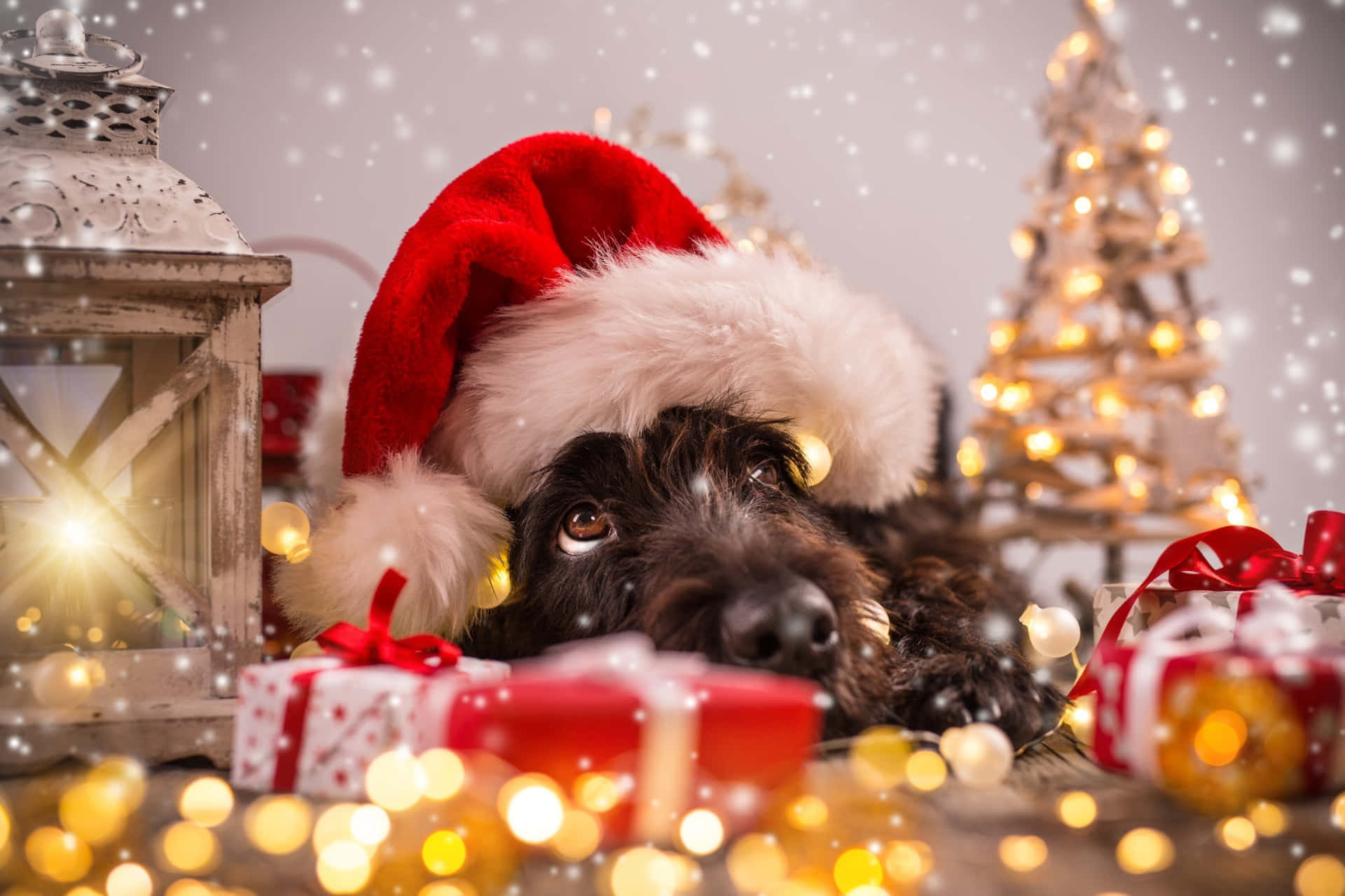 Dog Santa Pictures 2000 X 1333 Picture