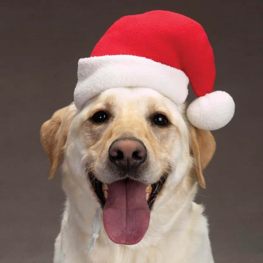Dog Santa Pictures 900 X 900 Picture