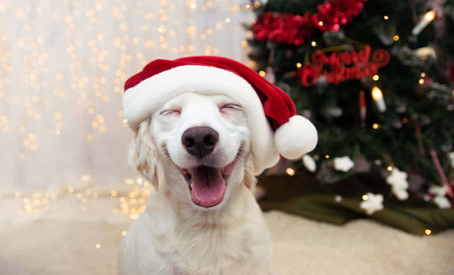 Dog Santa Pictures 1484 X 900 Picture