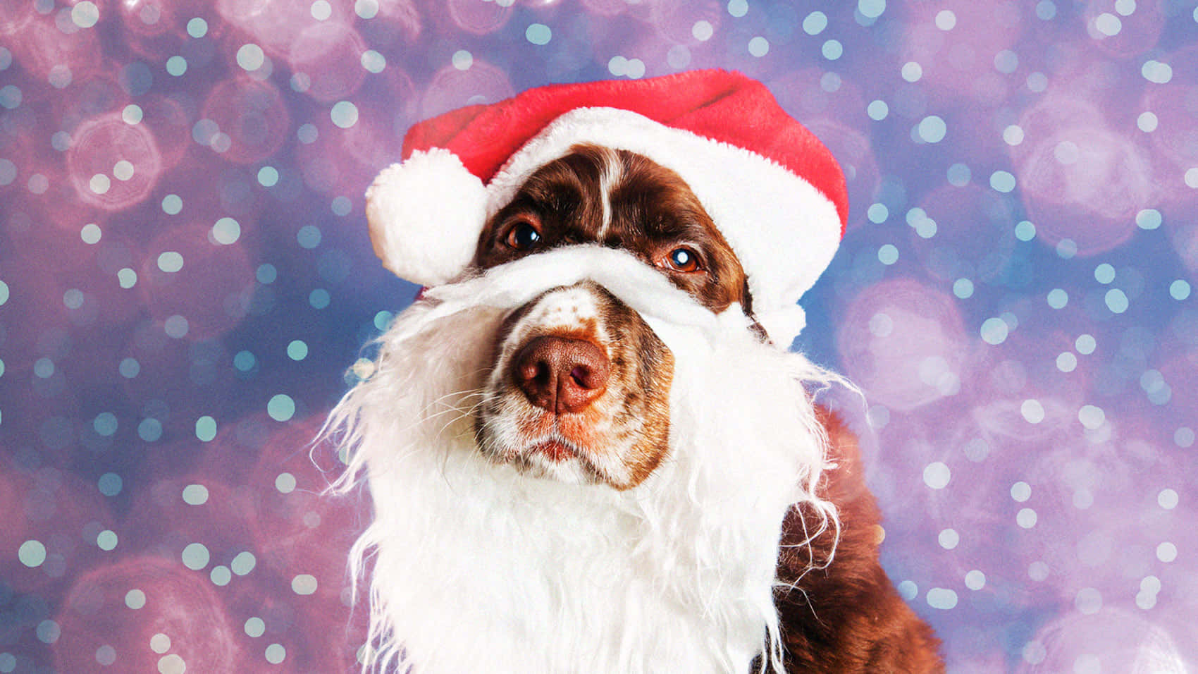 Dog Santa Pictures 1700 X 956 Picture