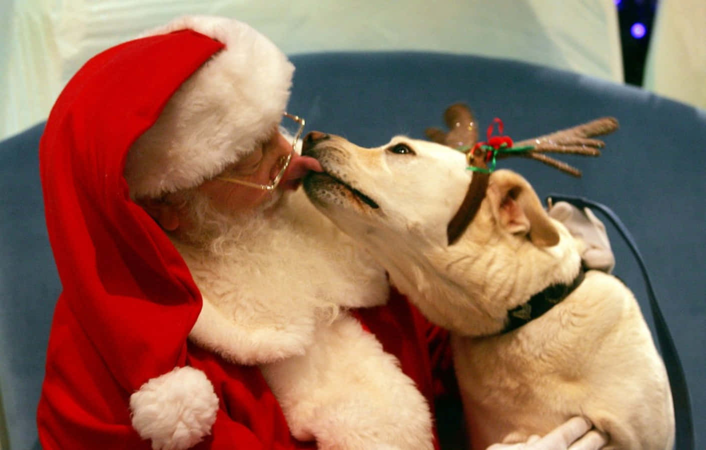 Dog Santa Pictures 1411 X 900 Picture