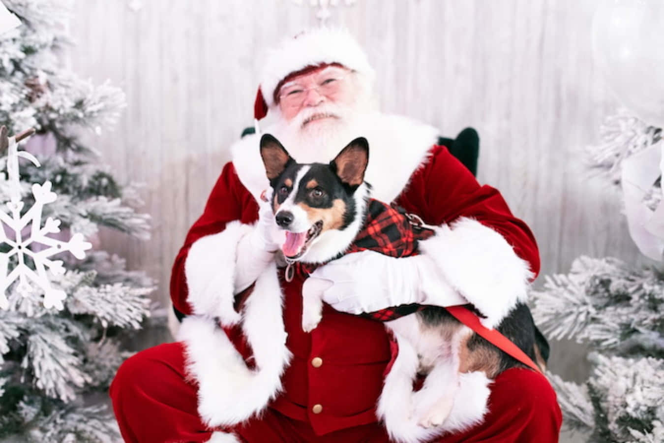 Dog Santa Pictures 1350 X 900 Picture