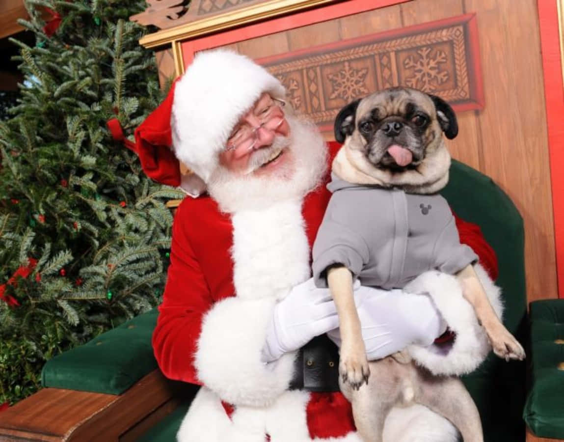 Dog Santa Pictures 1149 X 900 Picture