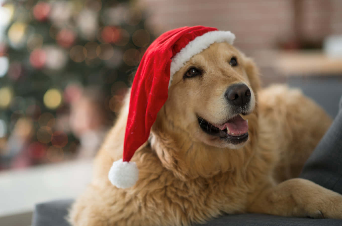 Dog Santa Pictures 1360 X 900 Picture