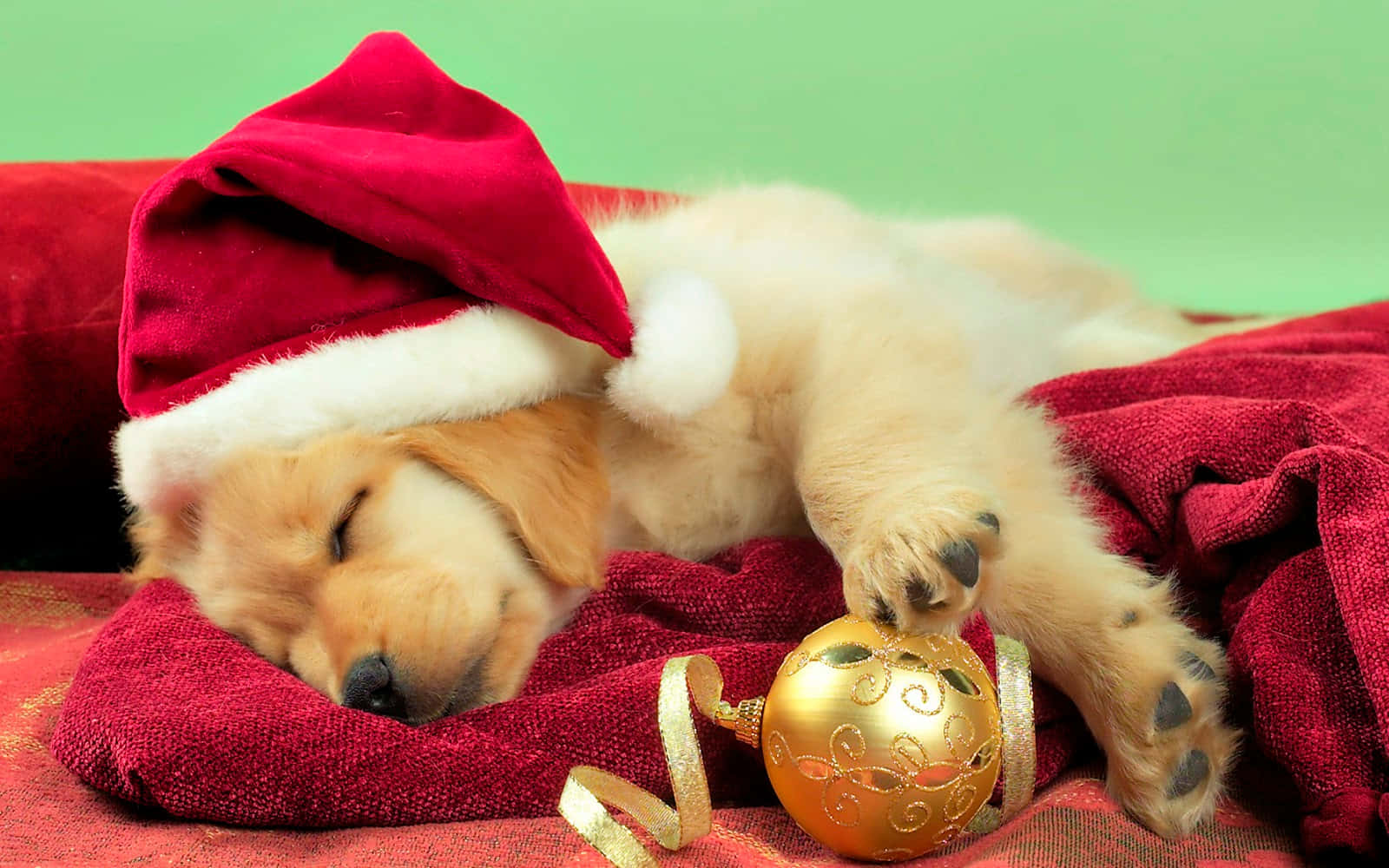 Immaginedi Un Cane Addormentato Con Il Cappello Di Babbo Natale