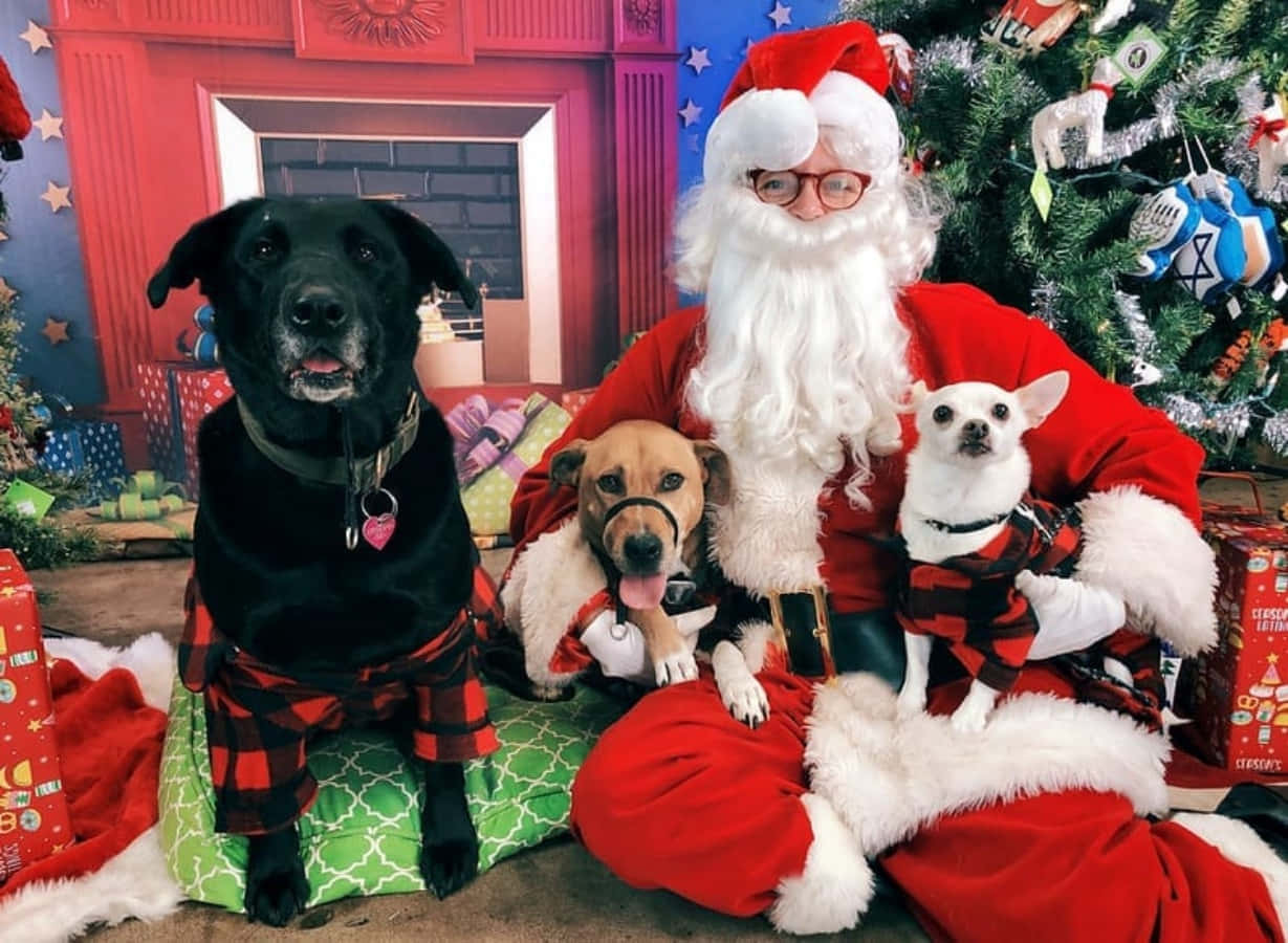 Dog Santa Pictures 1229 X 900 Picture